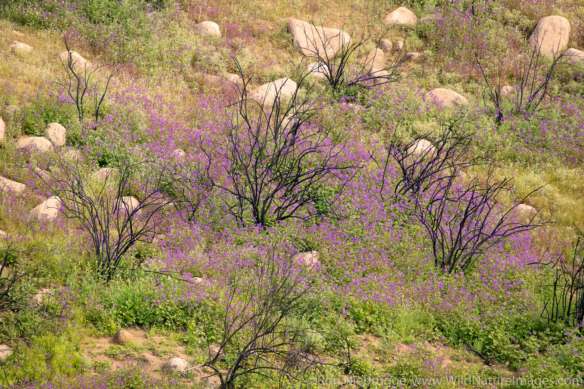 Spring wildflowers among dead branches from a recent wild fire near Lake Elsinore, California.