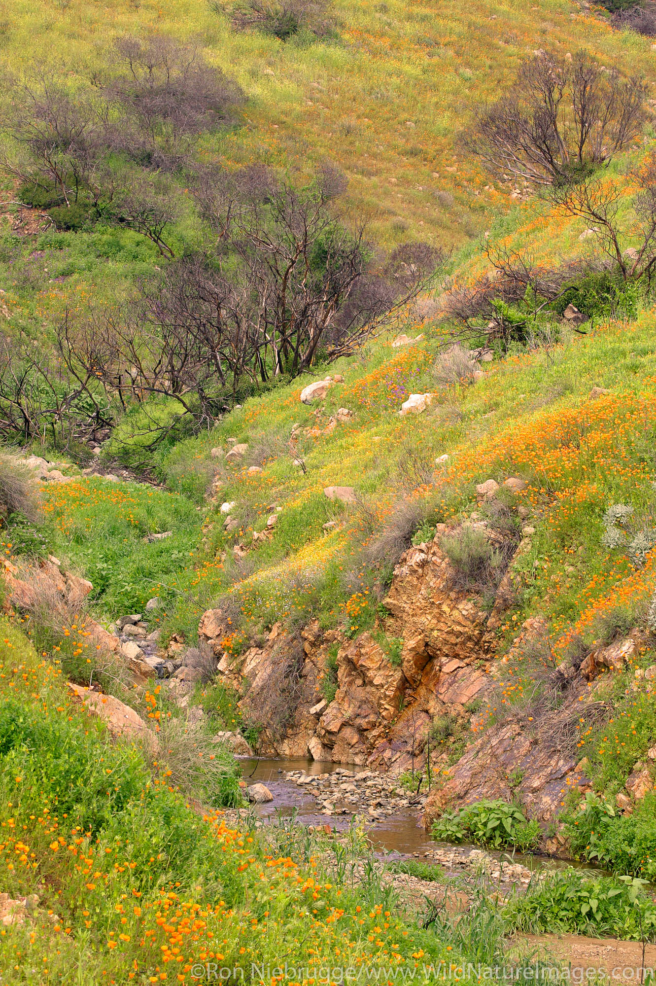Spring wildflowers near Lake Elsinore, California.