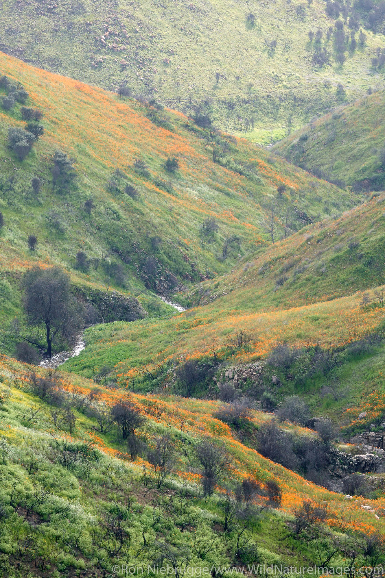 Spring wildflowers near Lake Elsinore, California.