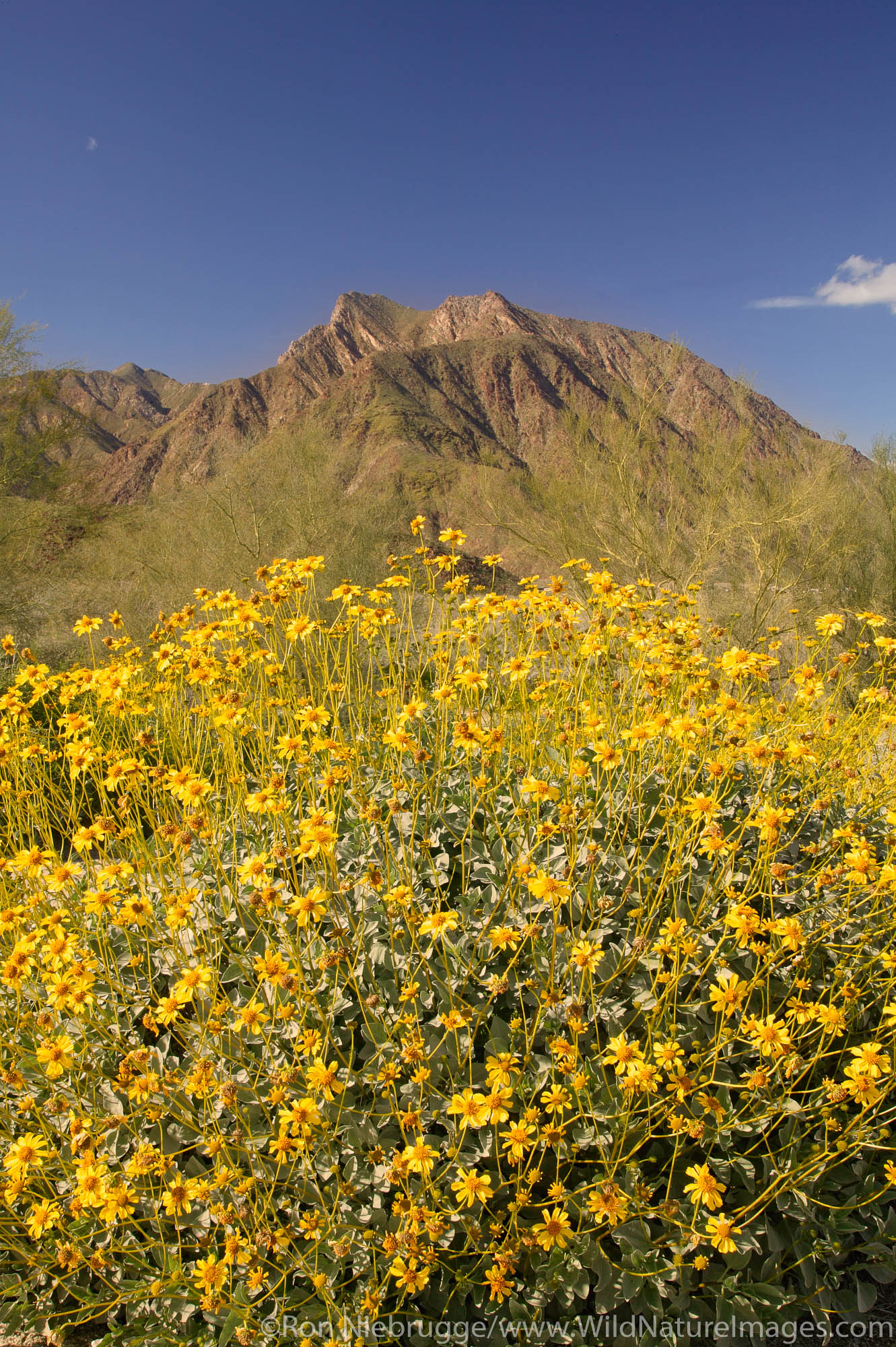 San Ysidro Mountain and Brittlebush (Encelia farinosa) from near the Borrego Springs Visitor Center, Anza-Borrego Desert State...