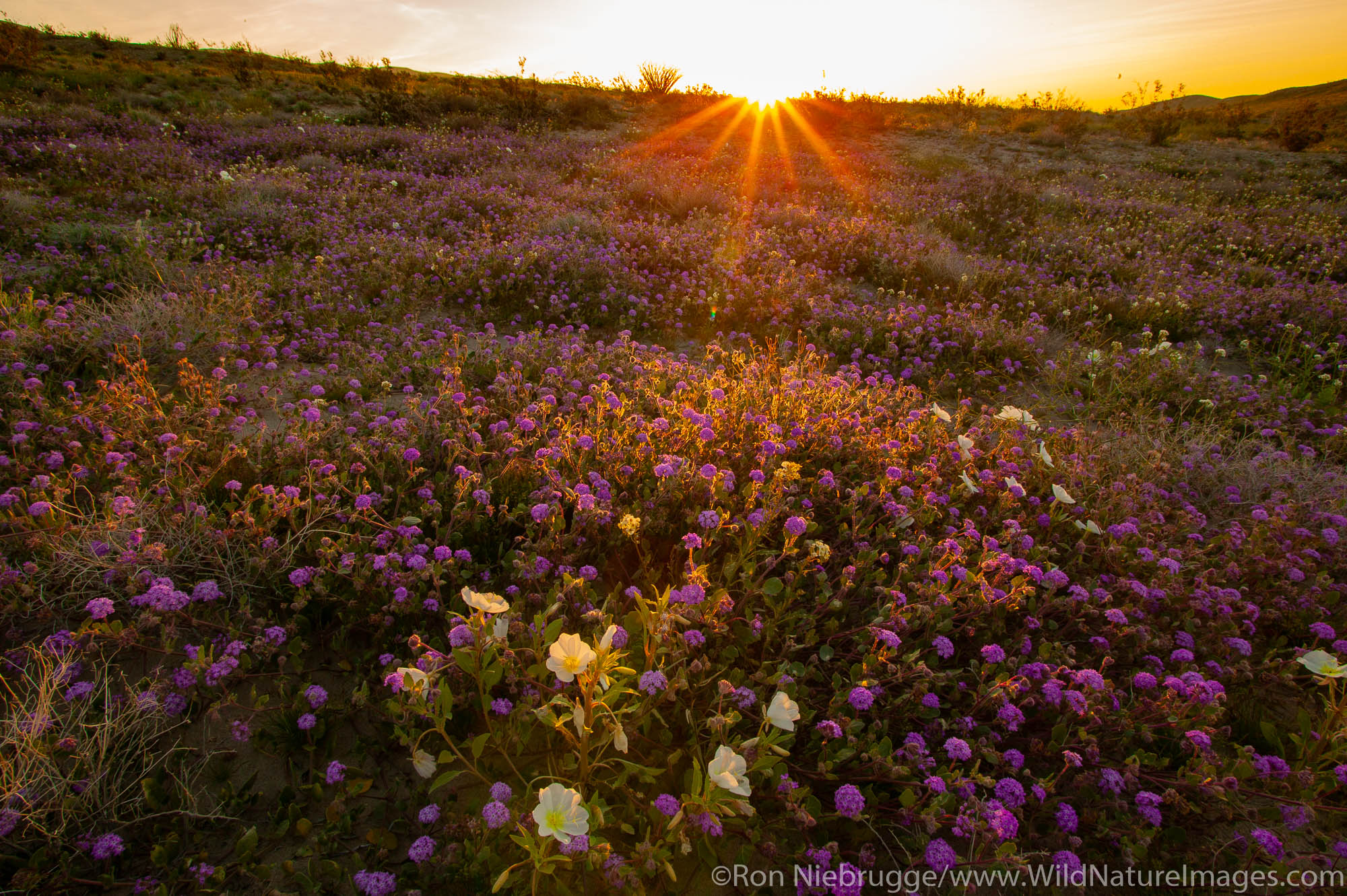 Sand Verbena (Abronia villosa) and Dune Evening Primrose (Oenothera deltoides) on sand dunes near Arroyo Salado, in Anza-Borrego...