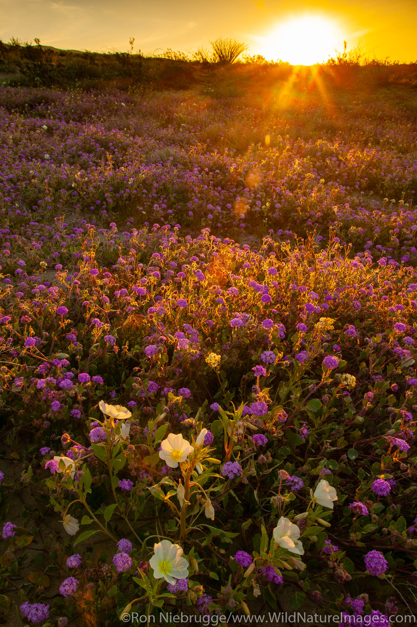 Sand Verbena (Abronia villosa) and Dune Evening Primrose (Oenothera deltoides) on sand dunes near Arroyo Salado, in Anza-Borrego...