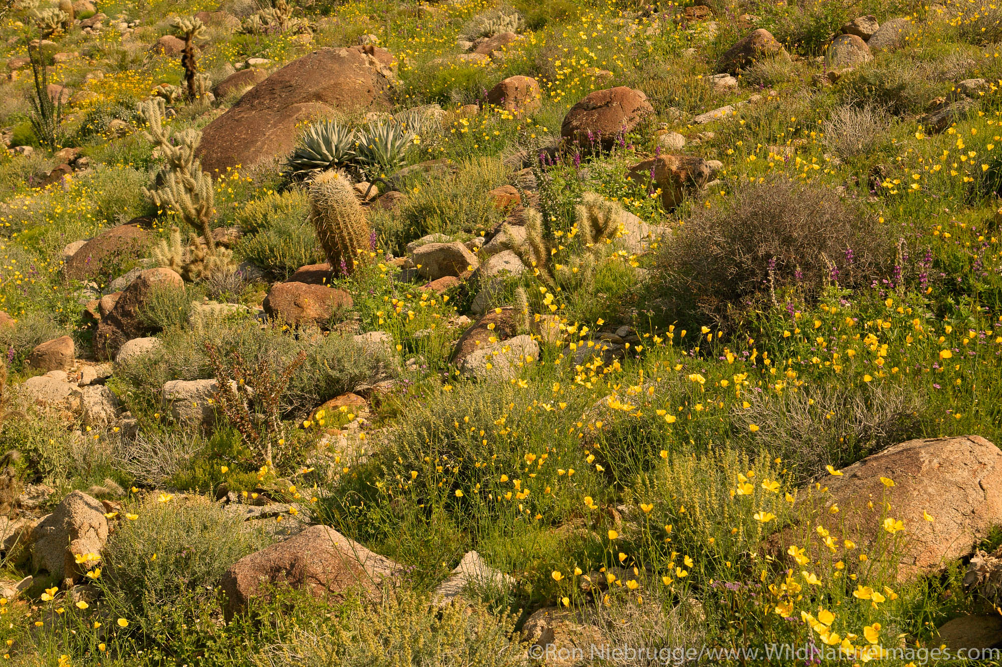 Wildflowers including Arizona Lupine (Lupinus arizonicus), poppies and Brittlebush (Encelia farinosa) Ocotillo  (Fouquieria splendens...