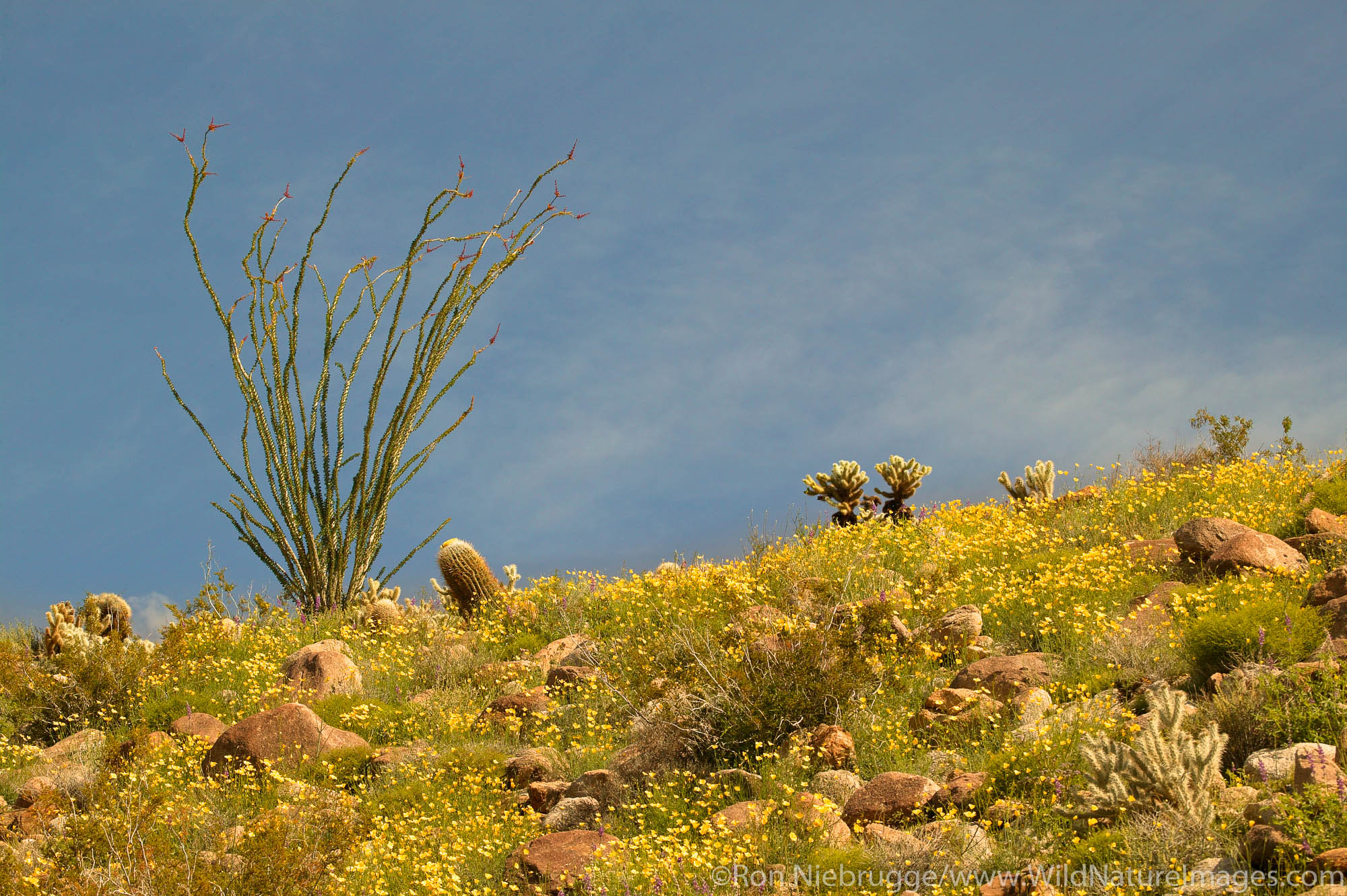 Wildflowers including Arizona Lupine (Lupinus arizonicus), Desert Gold Poppy or Goldenpoppy (Eschscholzia glyptosperma) Brittlebush...