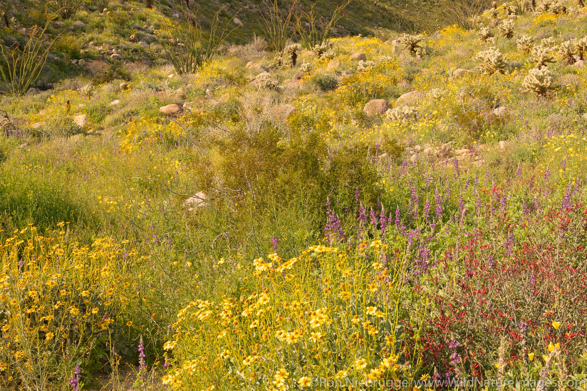 Wildflowers including Lupine, Brittlebush (Encelia farinosa) and Chuparosa or Honeysuckle (Justicia californica) along with Cholla...