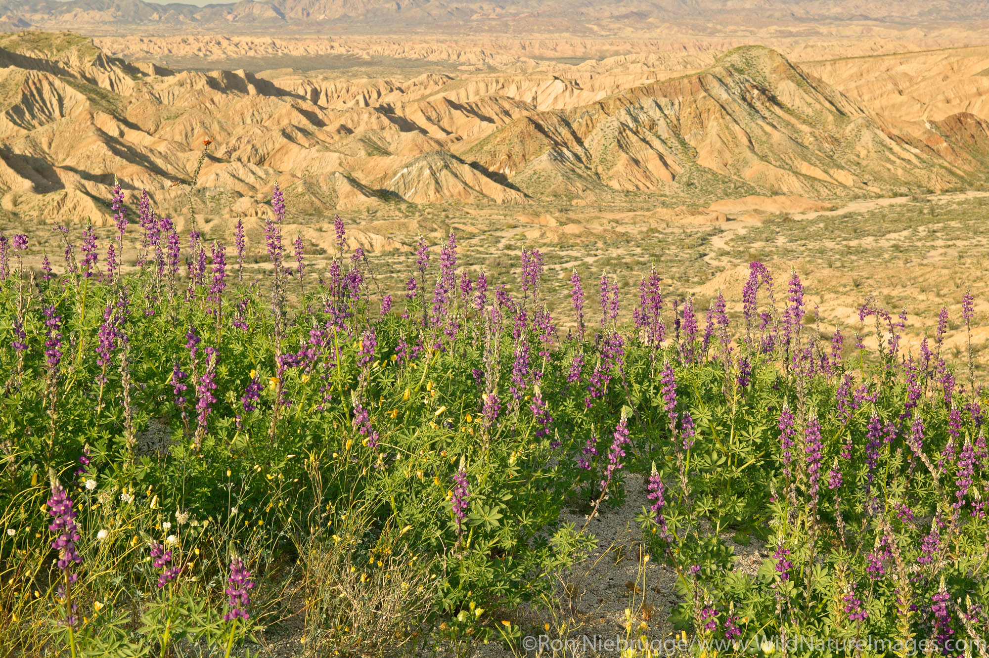 Wildflowers including Arizona Lupine (Lupinus arizonicus) and Desert Gold Poppy or Goldenpoppy (Eschscholzia glyptosperma) at...
