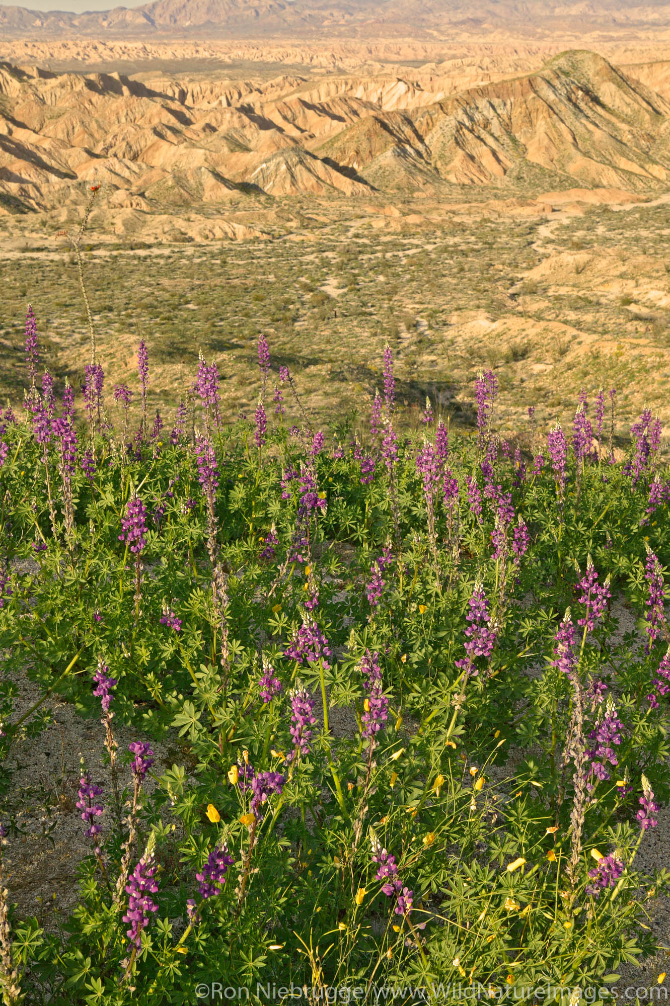 Wildflowers including Arizona Lupine (Lupinus arizonicus) and Desert Gold Poppy or Goldenpoppy (Eschscholzia glyptosperma) at...