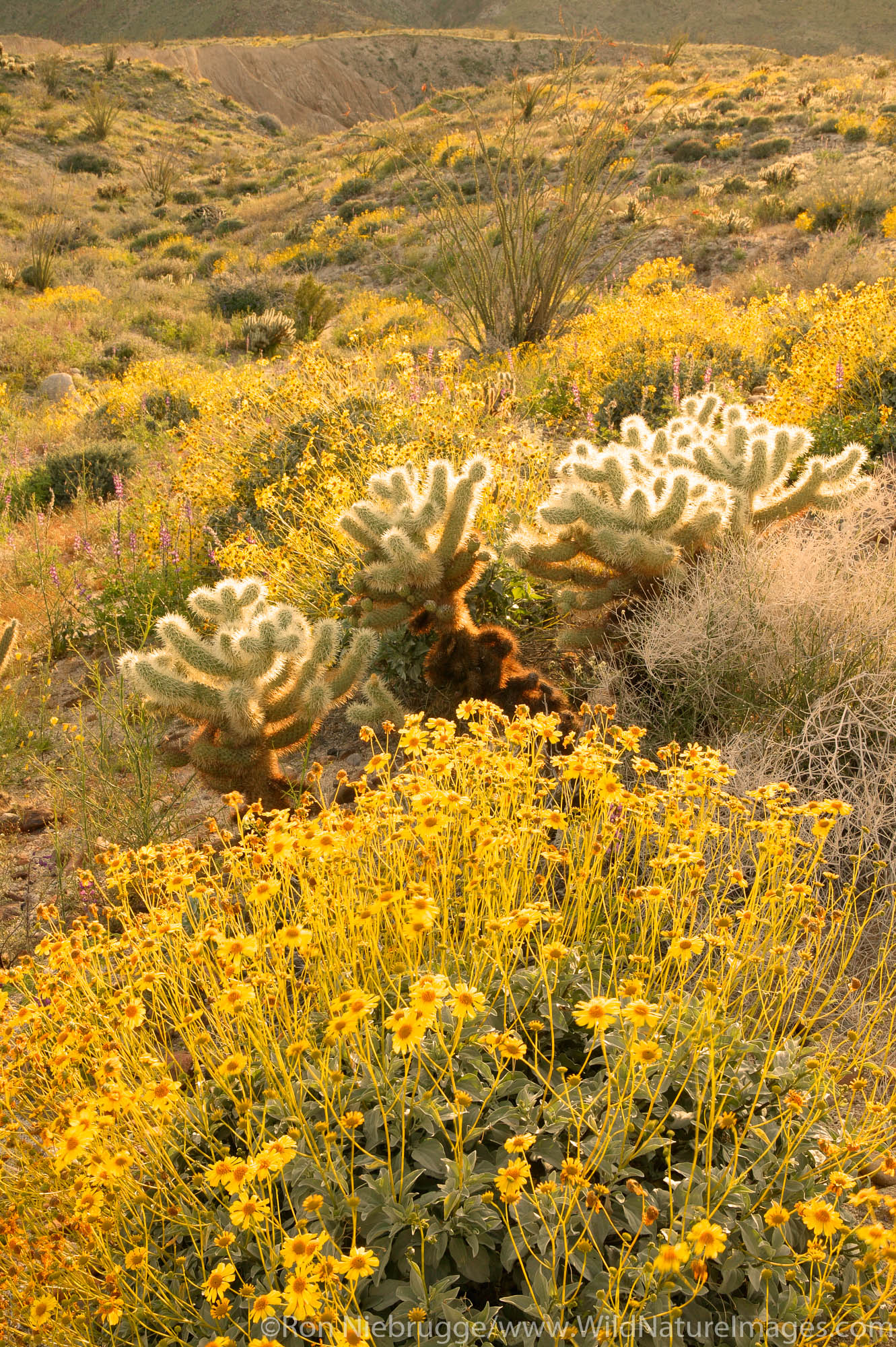 Wildflowers including Brittlebush (Encelia farinosa) along with Ocotillo (Fouquieria splendens) and Cholla at the Carrizo Badlands...