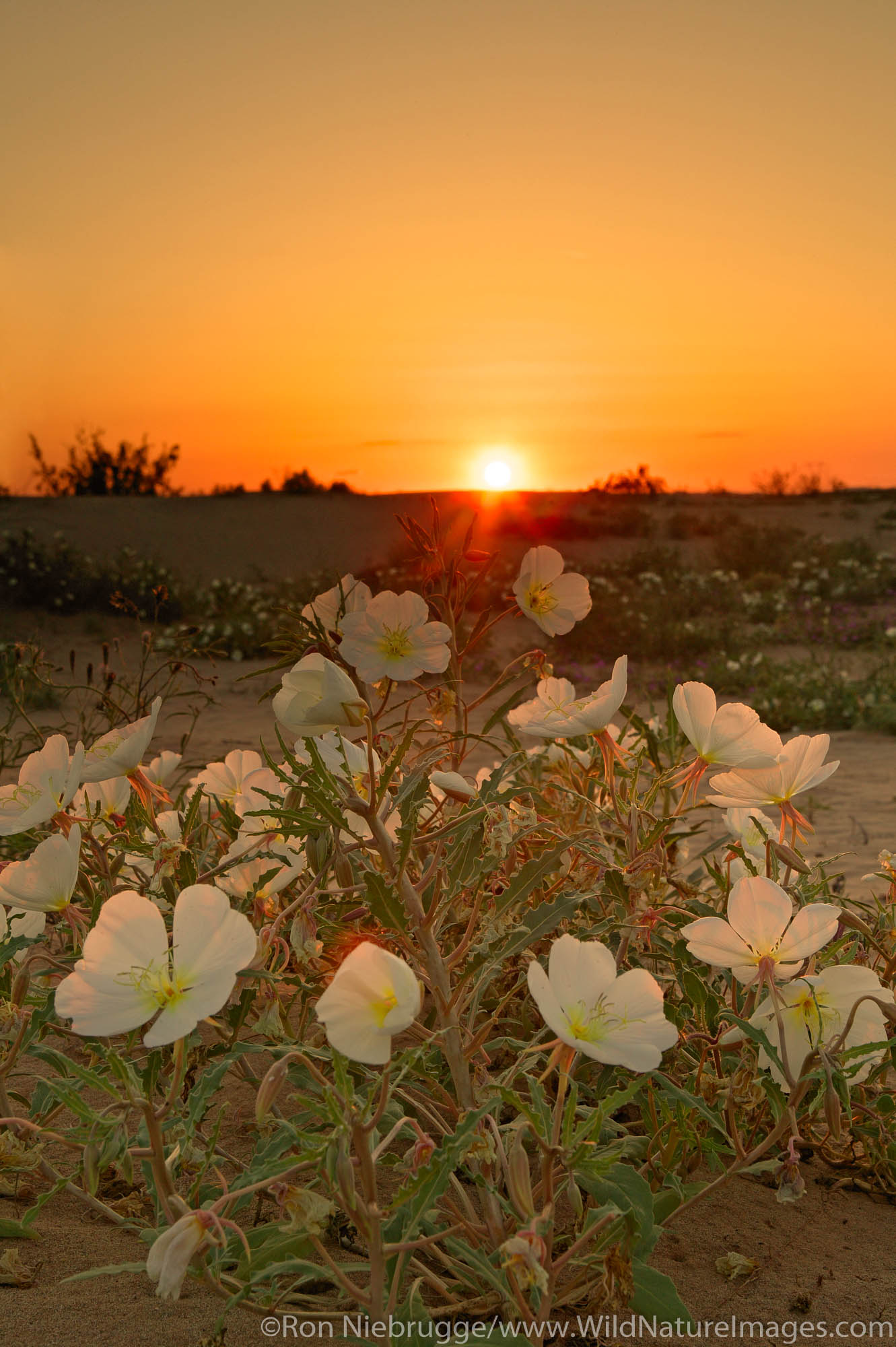 Dune Evening Primrose (Oenothera deltoides), Imperial Sand Dunes Recreation Area, Southern California.