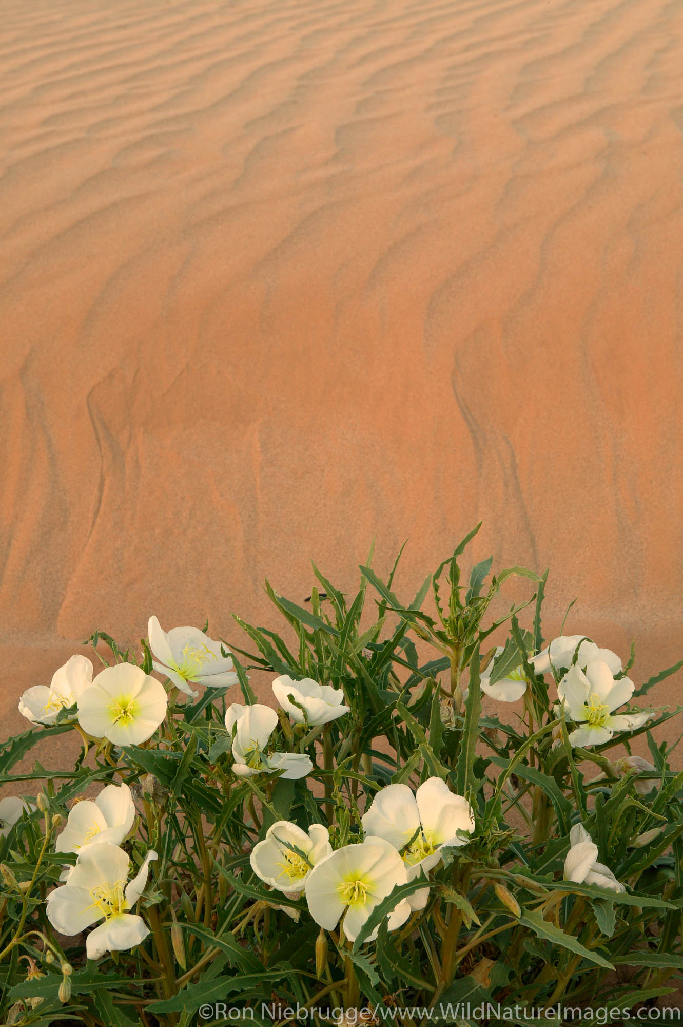Sand Verbena (Abronia villosa) and Dune Evening Primrose (Oenothera deltoides), Imperial Sand Dunes Recreation Area, Southern...