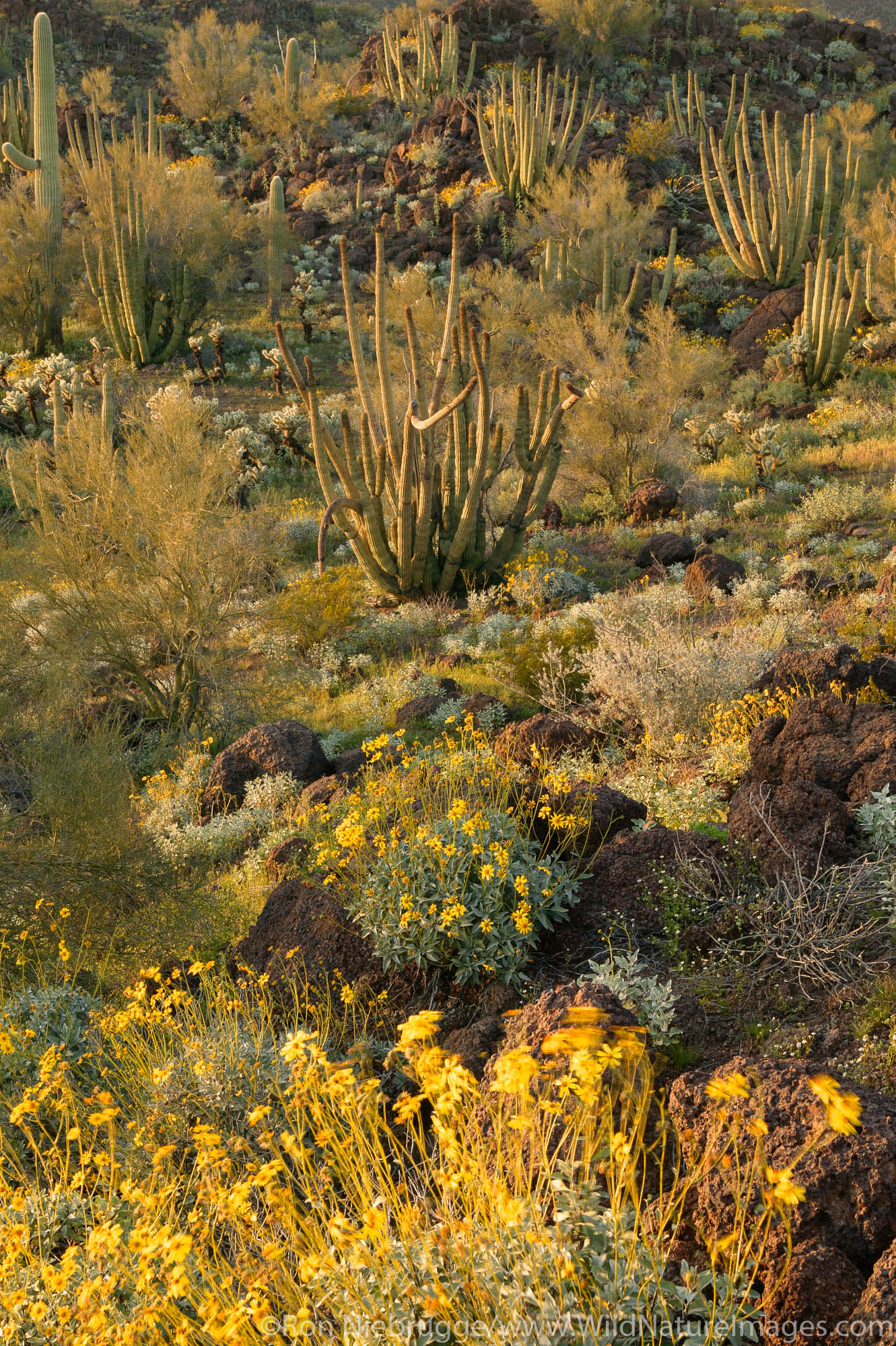 Organ Pipe Cactus (Stenocereus thurberi) Brittlebush (Encelia farinosa) in evening light from Ajo Mountain Drive, Organ Pipe...