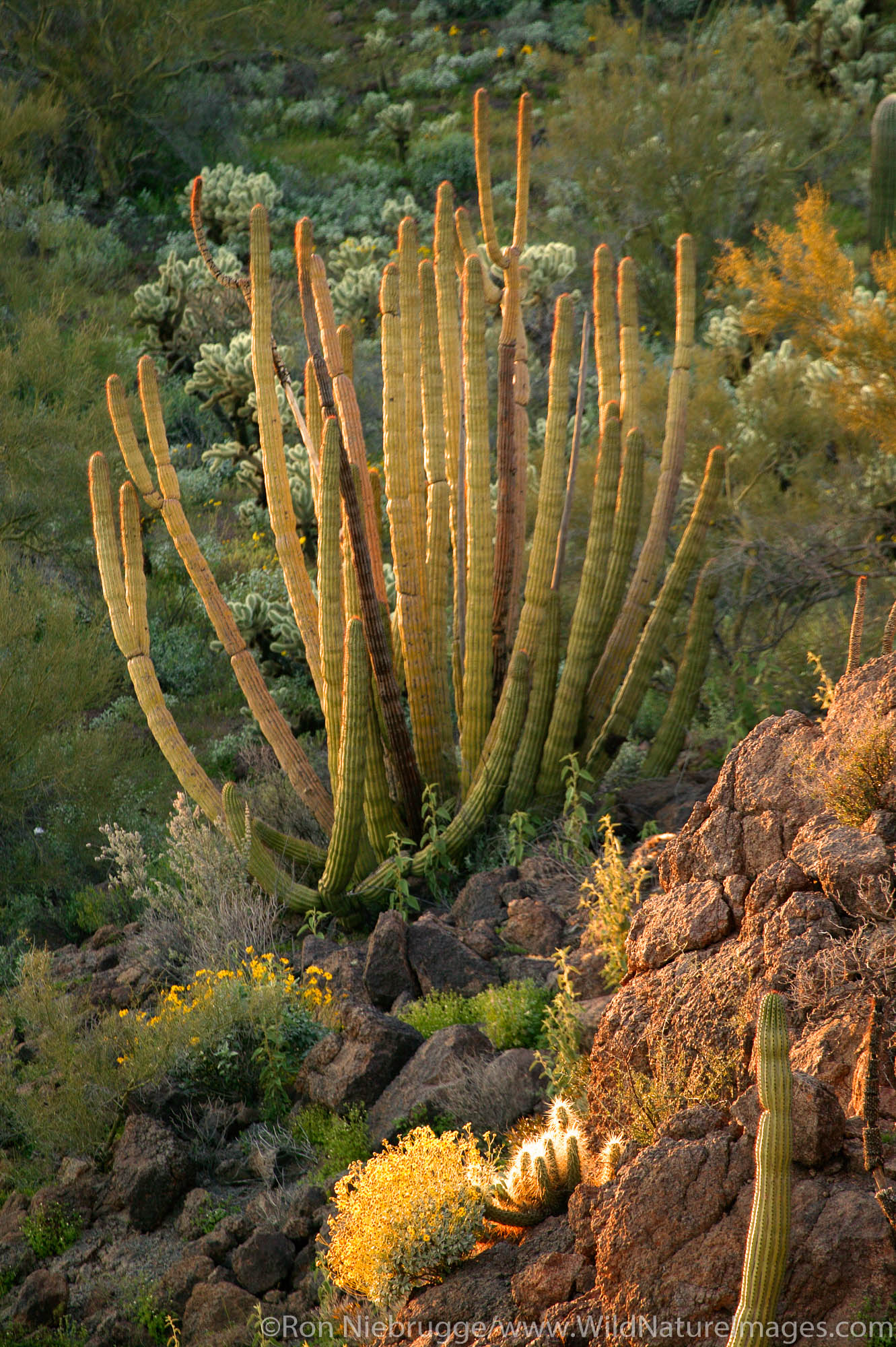 Organ Pipe Cactus (Stenocereus thurberi) Brittlebush (Encelia farinosa) in evening light from Ajo Mountain Drive, Organ Pipe...