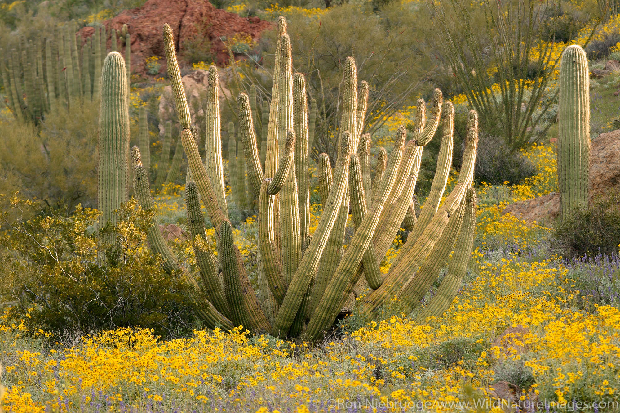 Organ Pipe Cactus (Stenocereus thurberi) with Brittlebush (Encelia farinosa) and lupine (Lupinus sparsiflorus), Organ Pipe Cactus...