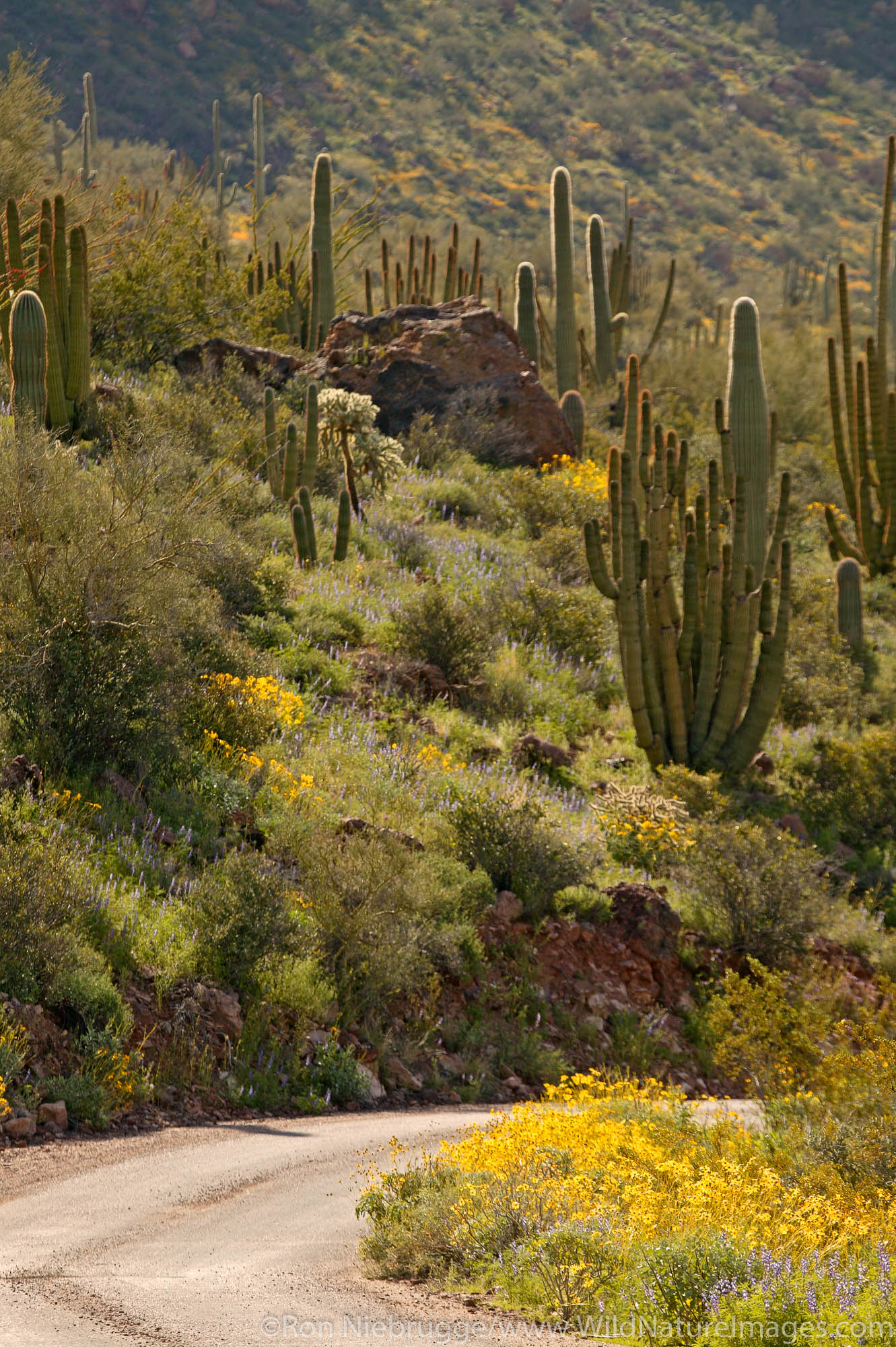Ajo Mountain Road, Organ Pipe Cactus (Stenocereus thurberi) with Brittlebush (Encelia farinosa), Organ Pipe Cactus National Monument...