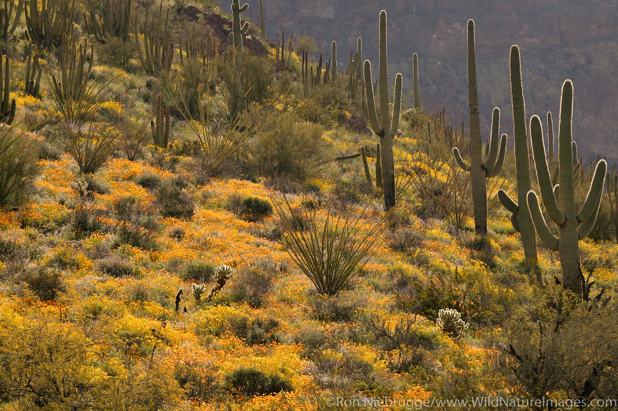 Organ Pipe Cactus (Stenocereus thurberi) with Brittlebush (Encelia farinosa) and Mexican Gold Poppies (Eschscholzia californica...