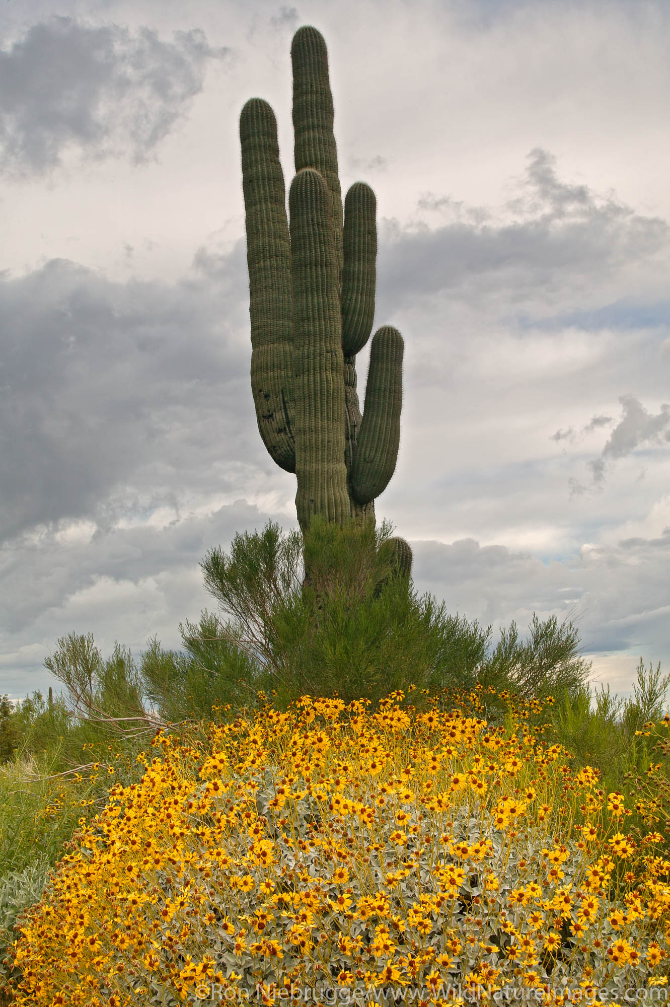 Saguaro Cactus with Brittlebush (Encelia farinosa) Picacho Peak State Park, Arizona.