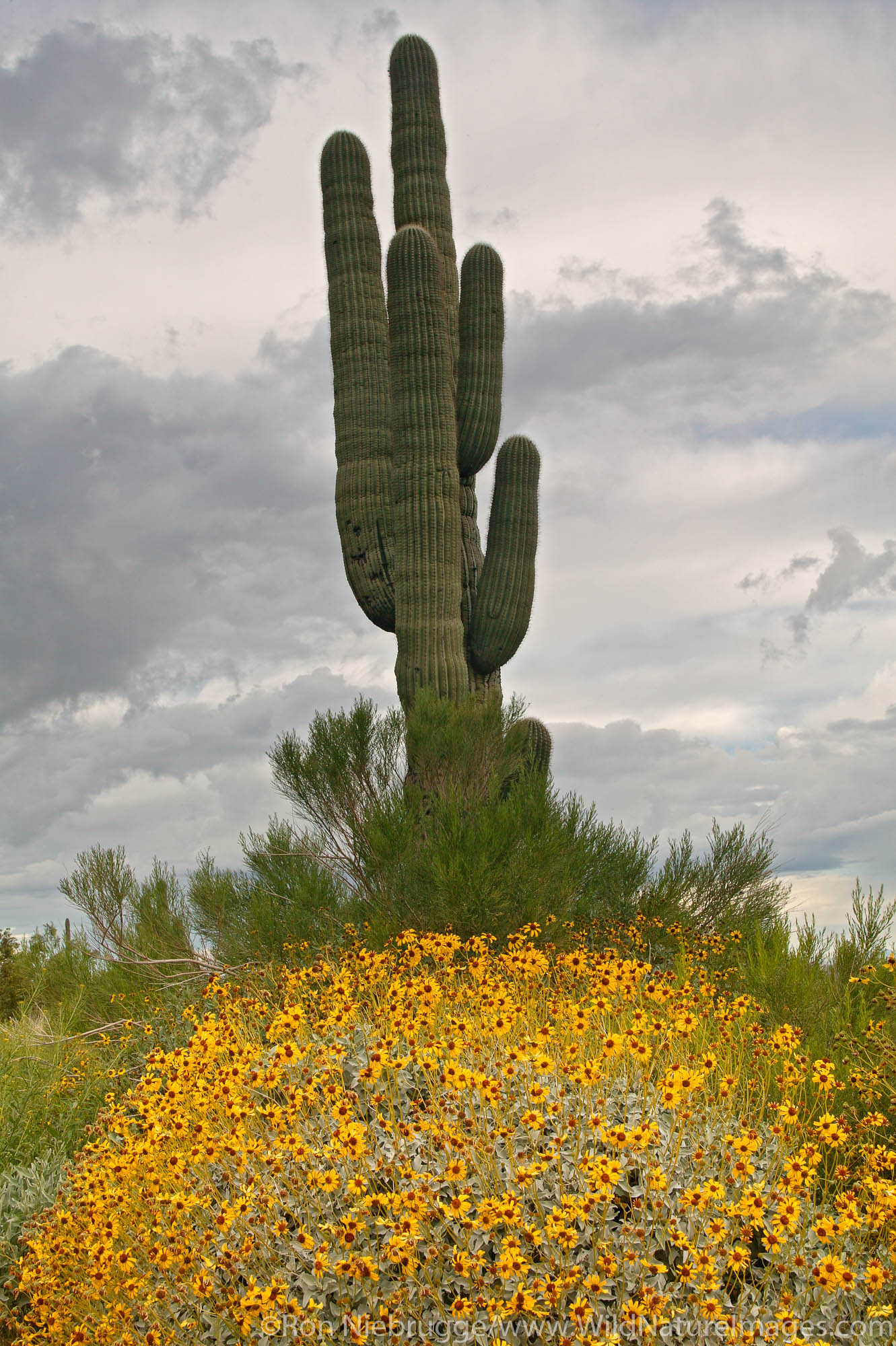 Picacho Peak State Park Saguaro Cactus with Brittlebush (Encelia farinosa) Picacho Peak State Park, Arizona.