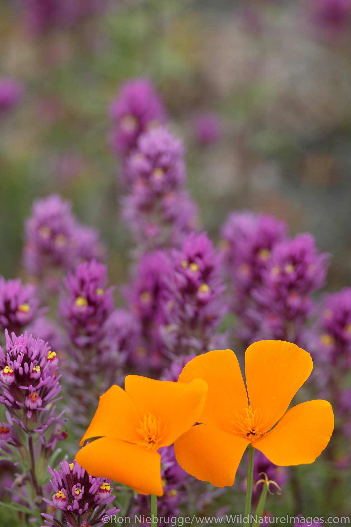Common Owl's Clover; Escobita (Castilleja exserta), Mexican Gold Poppies (Eschscholzia californica subsp. mexicana) in the Maricopa...