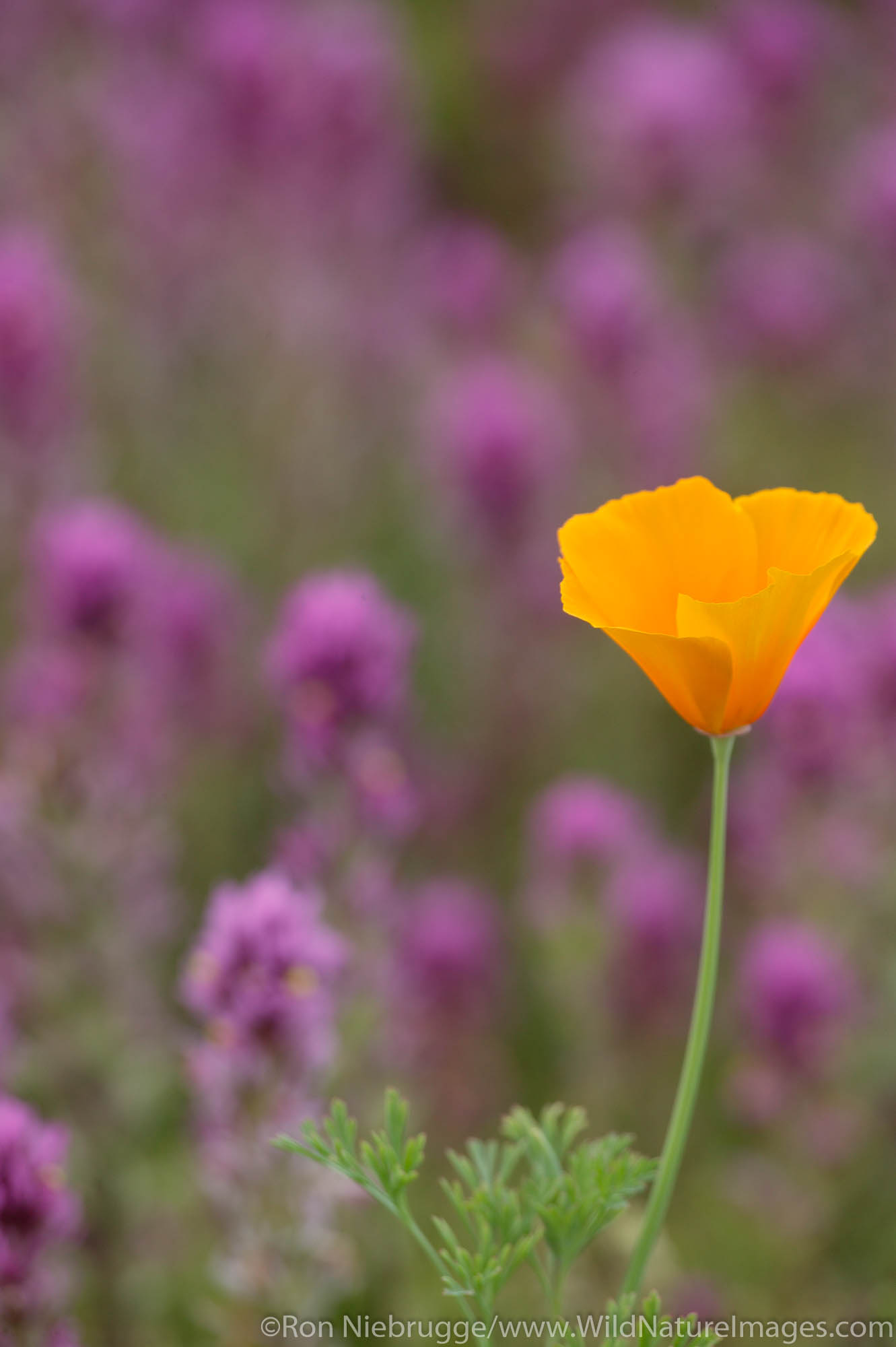 Common Owl's Clover; Escobita (Castilleja exserta), Mexican Gold Poppies (Eschscholzia californica subsp. mexicana) in the Maricopa...