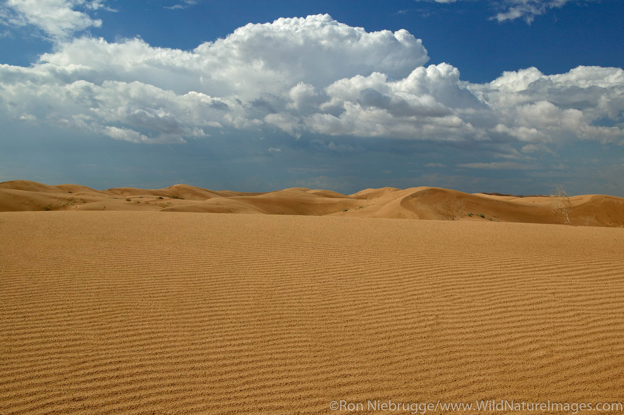 Imperial Sand Dunes Recreation Area, Southern California.