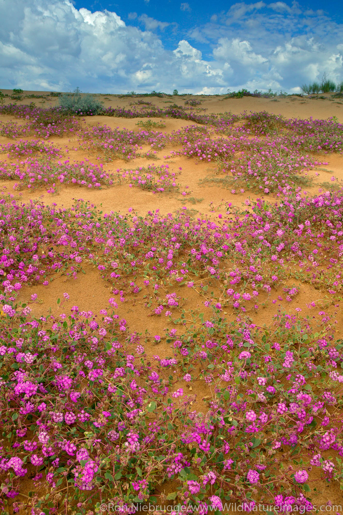 Sand Verbena (Abronia villosa) and Dune Evening Primrose (Oenothera deltoides) on sand dunes of the Imperial Sand Dunes Recreation...
