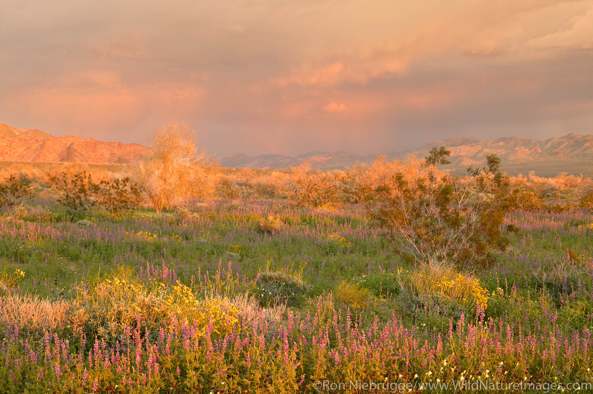 These fields of spring wildflowers included Lupine and Brittlebrush (Encelia farinosa), Joshua Tree National Park, California...