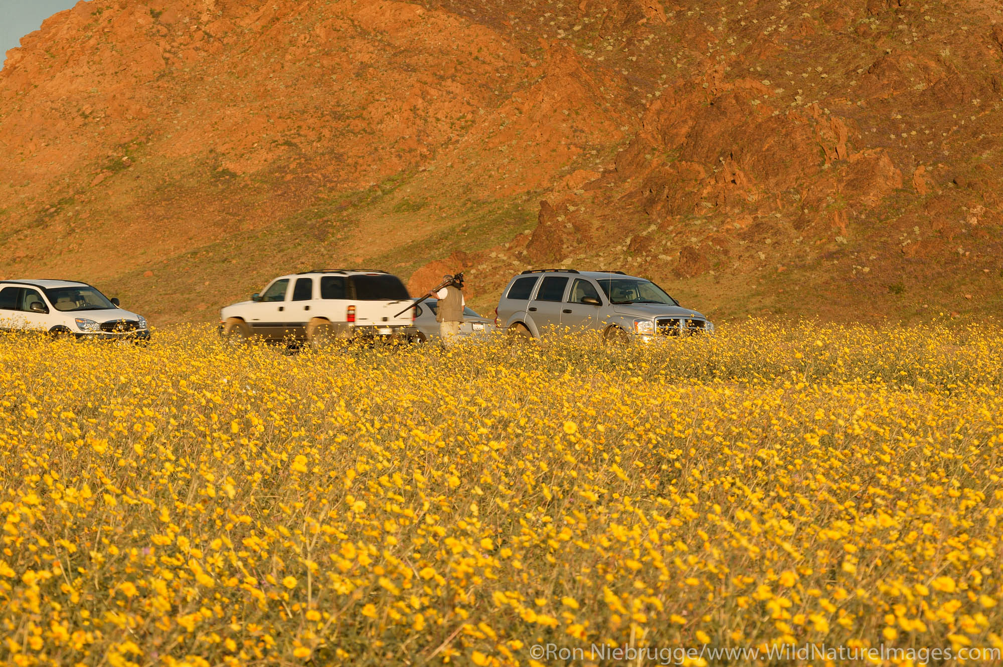 Visitors view the fields of hairy desert sunflower, in Death Valley often called desert gold (Geraea canescens), near Ashford...