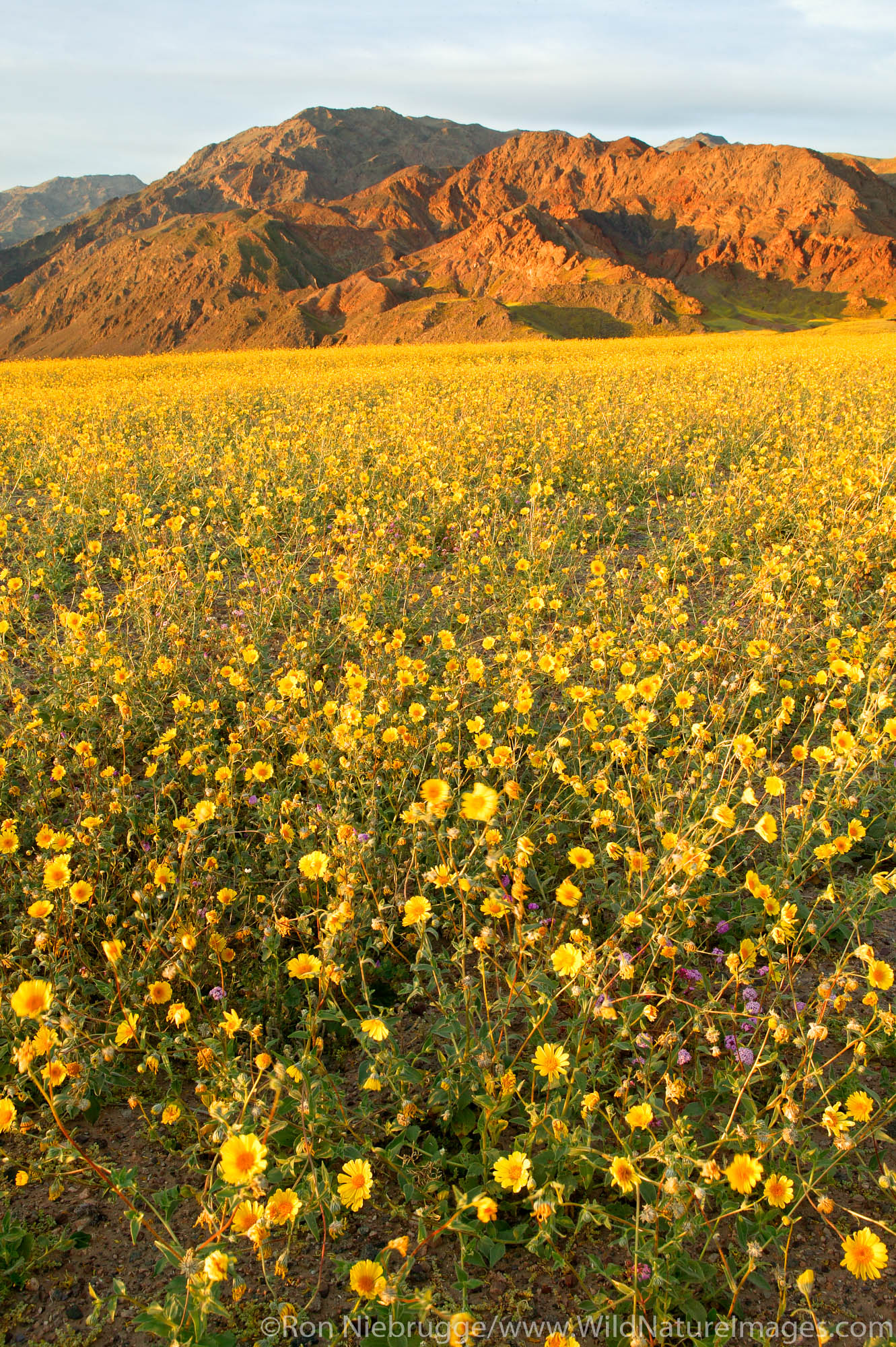 Fields of hairy desert sunflower, in Death Valley often called desert gold (Geraea canescens), near Ashford Mill, Death Valley...