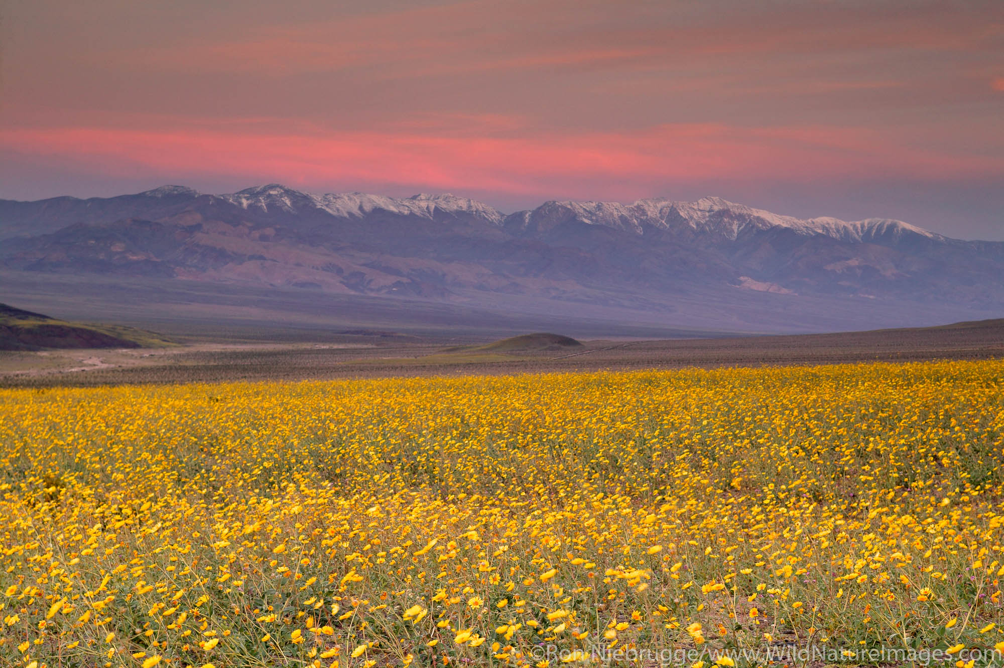 Fields of hairy desert sunflower, in Death Valley often called desert gold (Geraea canescens), and the Panamint Range, near Ashford...