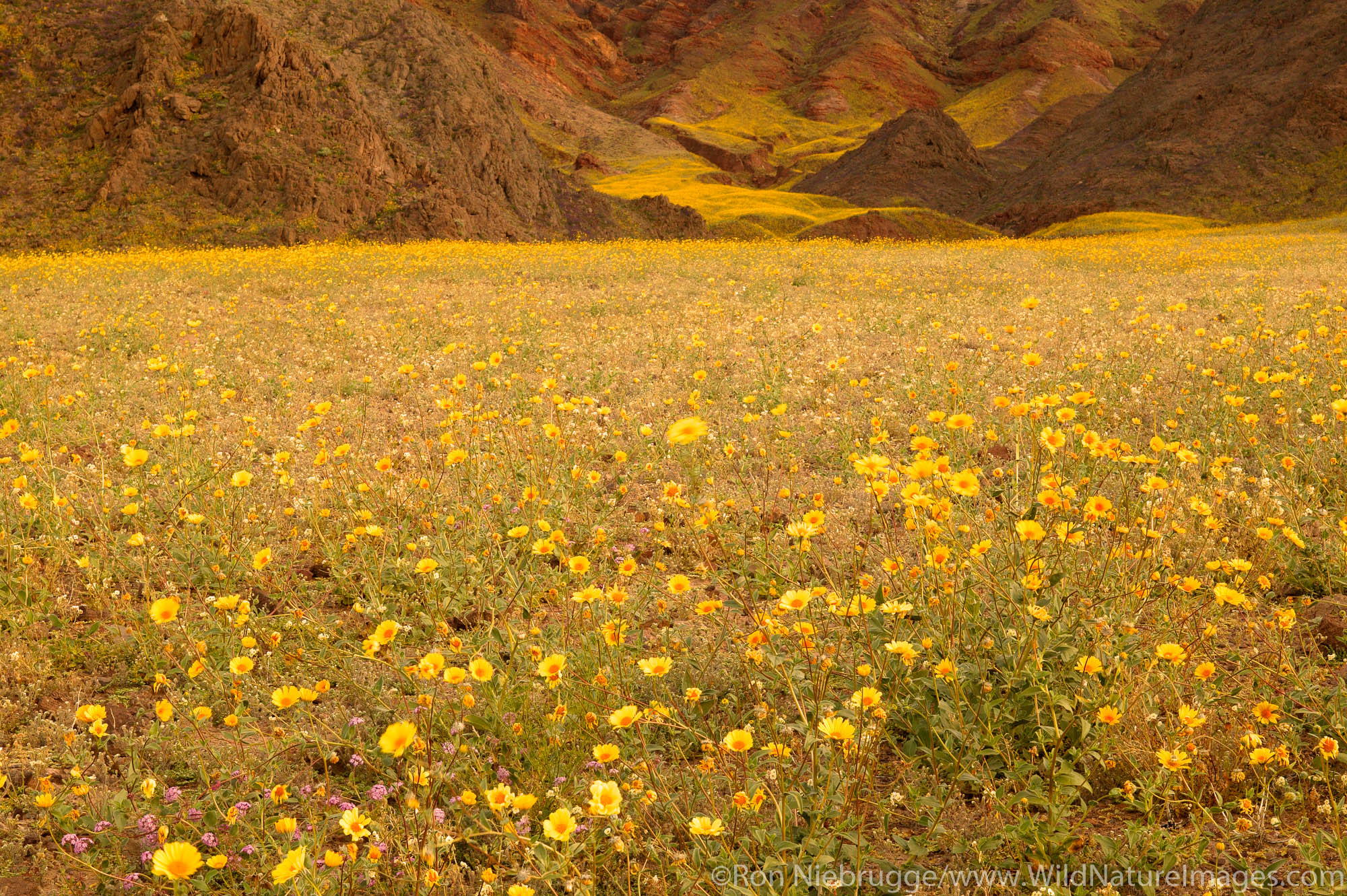 Fields of hairy desert sunflower, in Death Valley often called desert gold (Geraea canescens), in the Black Mountains, near Ashford...