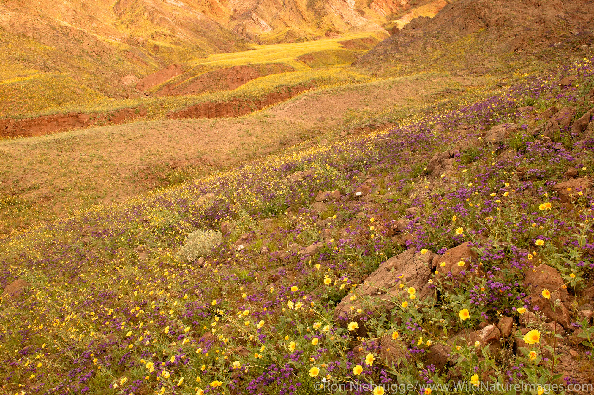 Fields of hairy desert sunflower, in Death Valley often called desert gold (Geraea canescens) and Phacelia, in the Black Mountains...