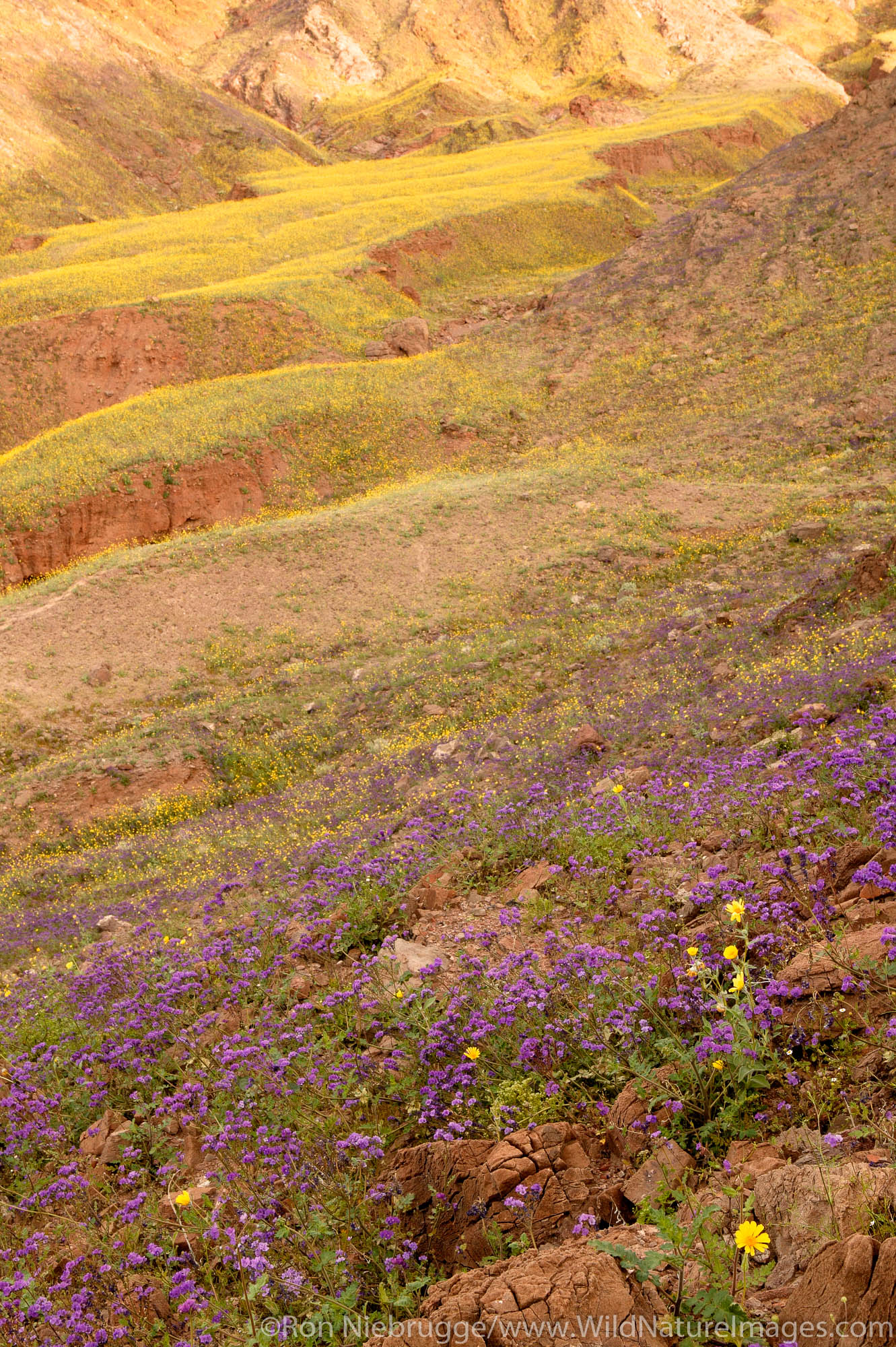 Fields of hairy desert sunflower, in Death Valley often called desert gold (Geraea canescens) and Phacelia, in the Black Mountains...