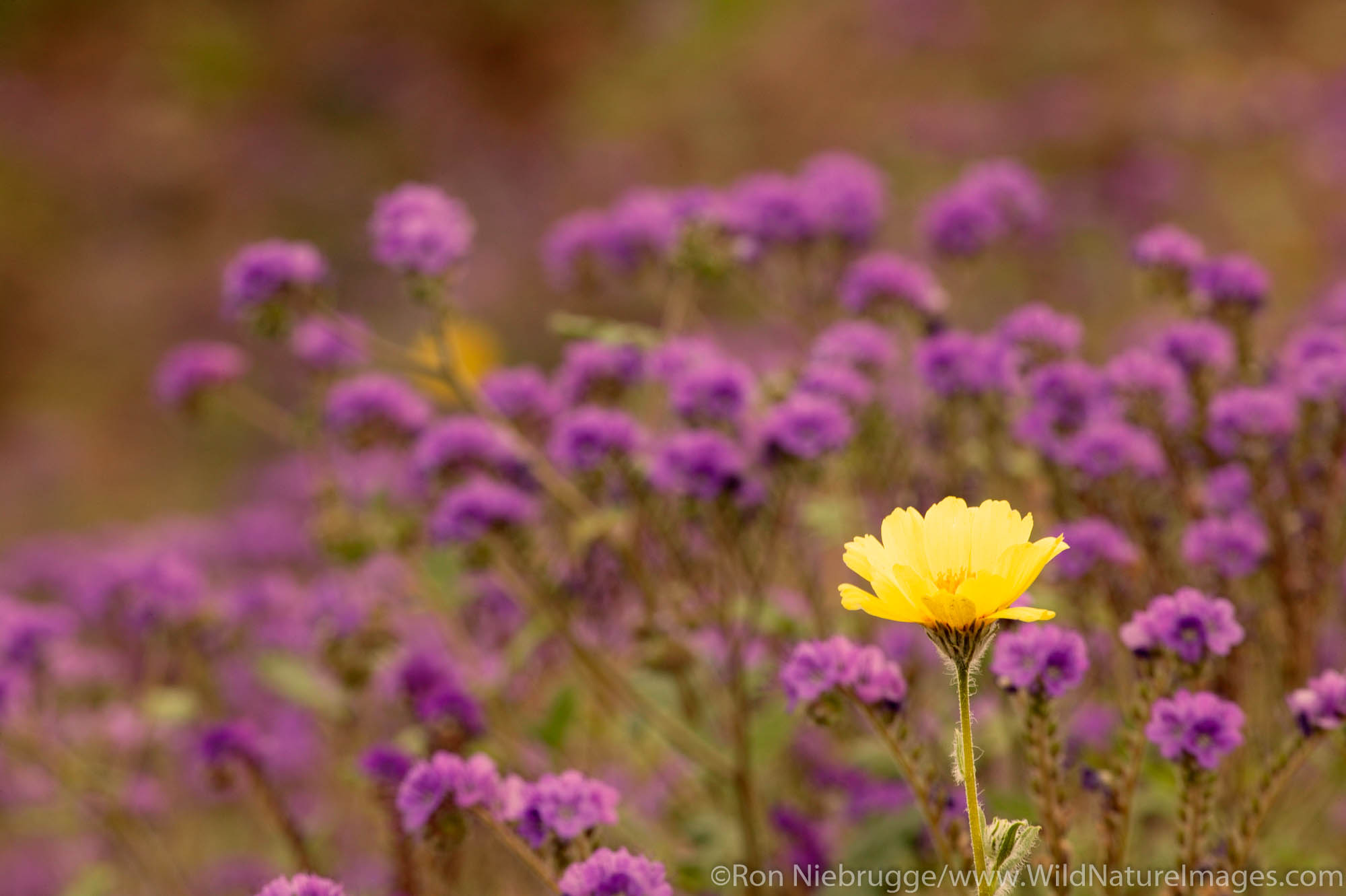 Hairy desert sunflower also called desert gold (Geraea canescens) with purple flowers, and Phacelia, Death Valley National Park...