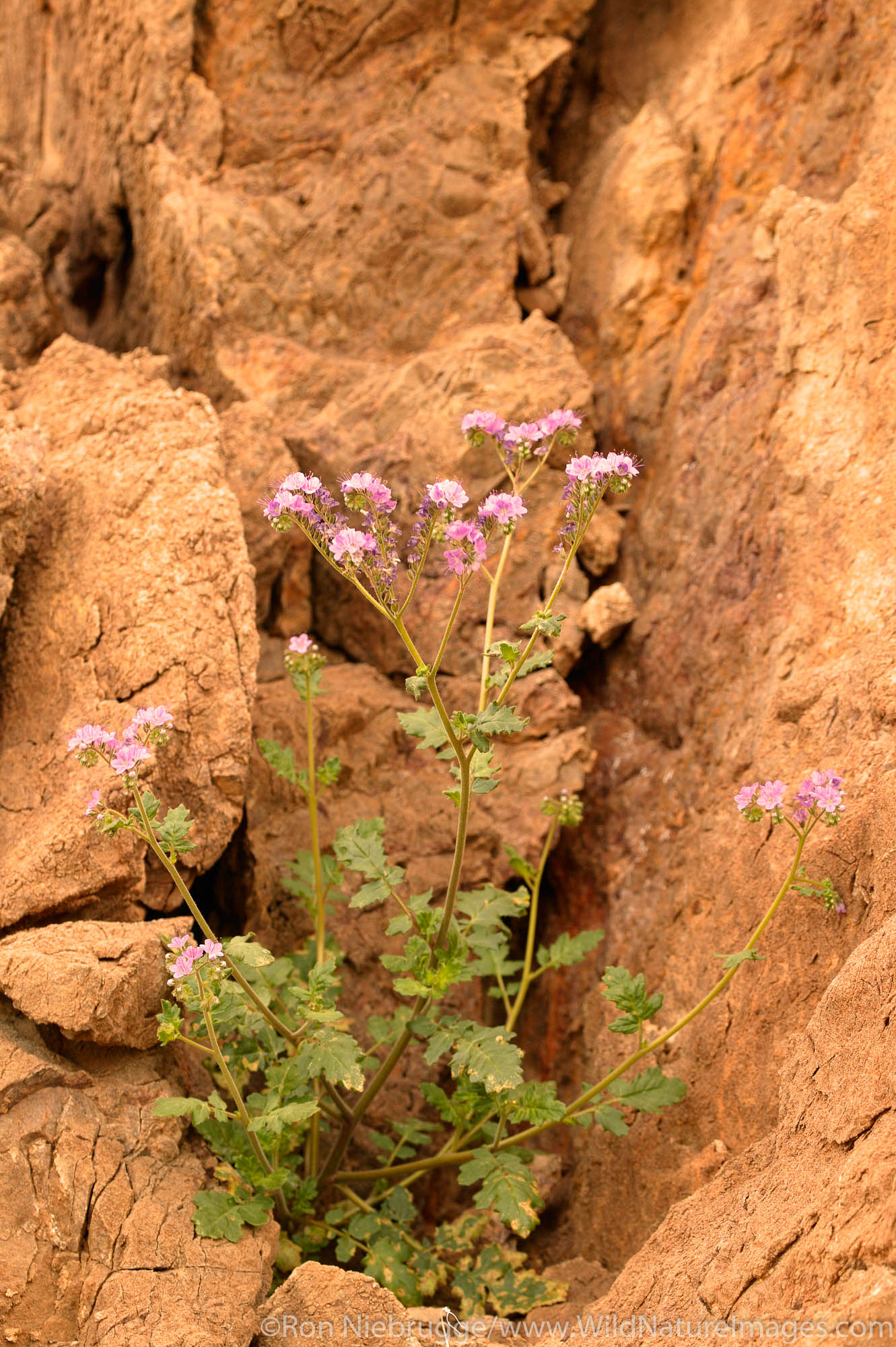 Phacelia in the Black Mountains, Death Valley National Park, California.