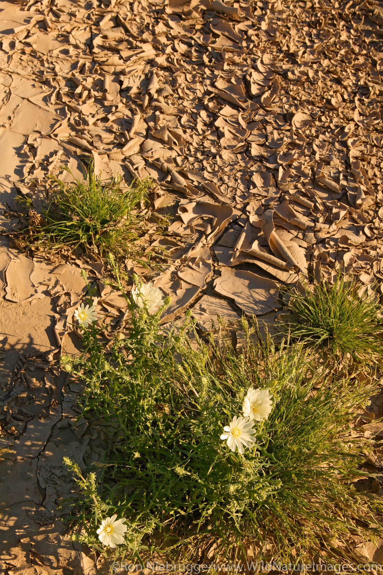 Desert Chicory (Rafinesquia neomexicana) Death Valley National Park, California.