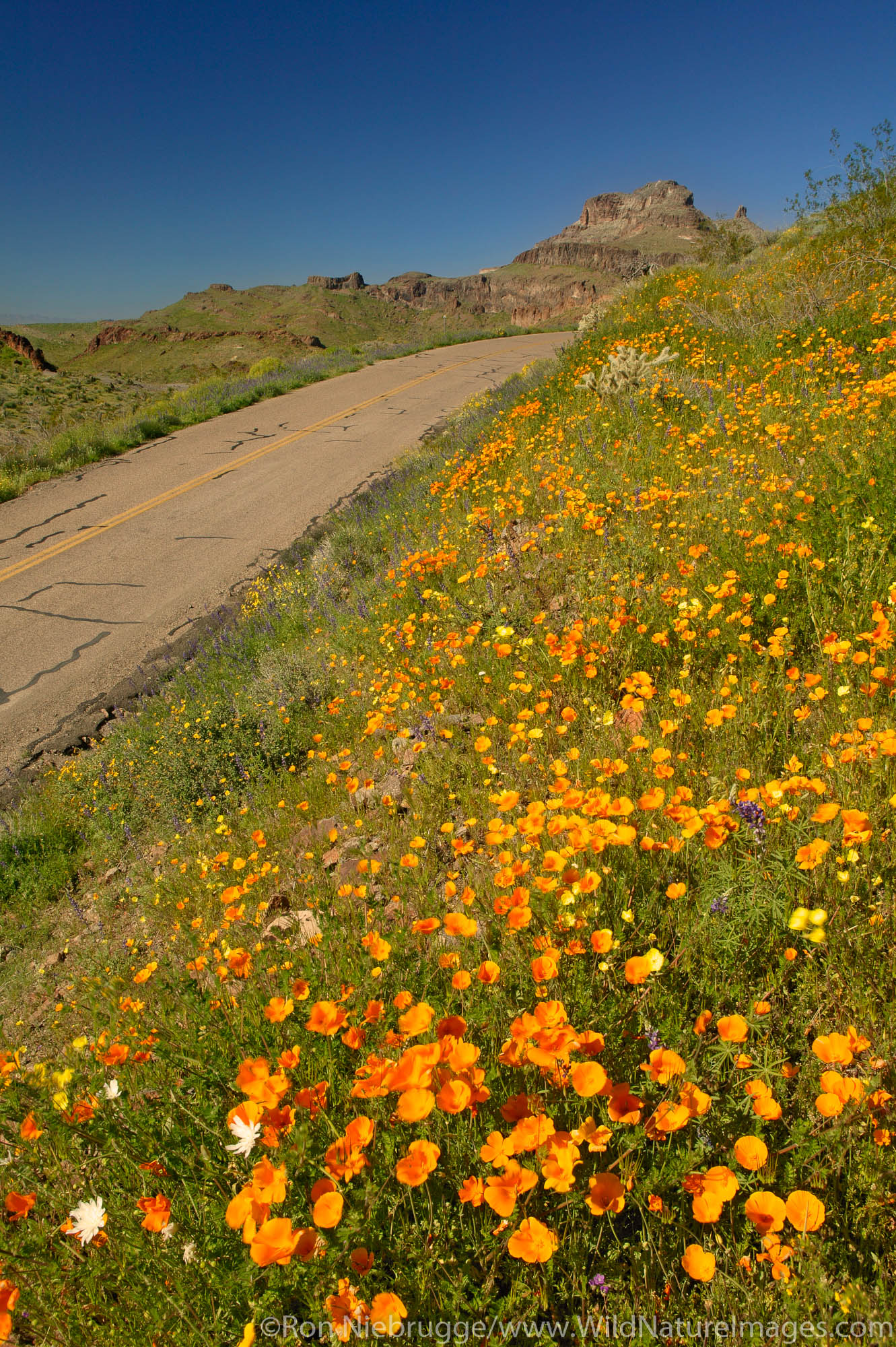 Wildflowers including poppies and lupine, along Route 66, near Oatman, Arizona.