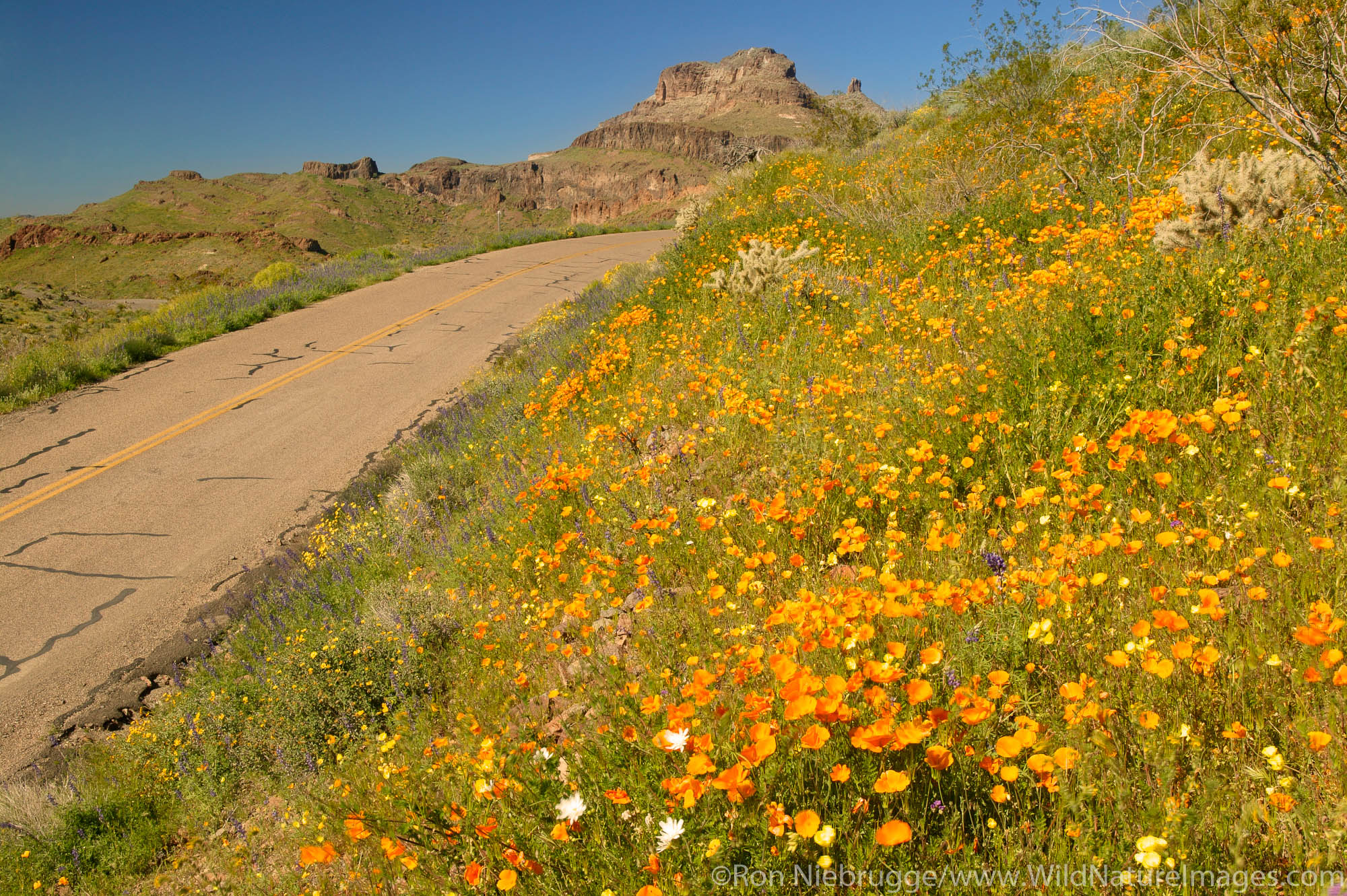Wildflowers including poppies and lupine, along Route 66, near Oatman, Arizona.