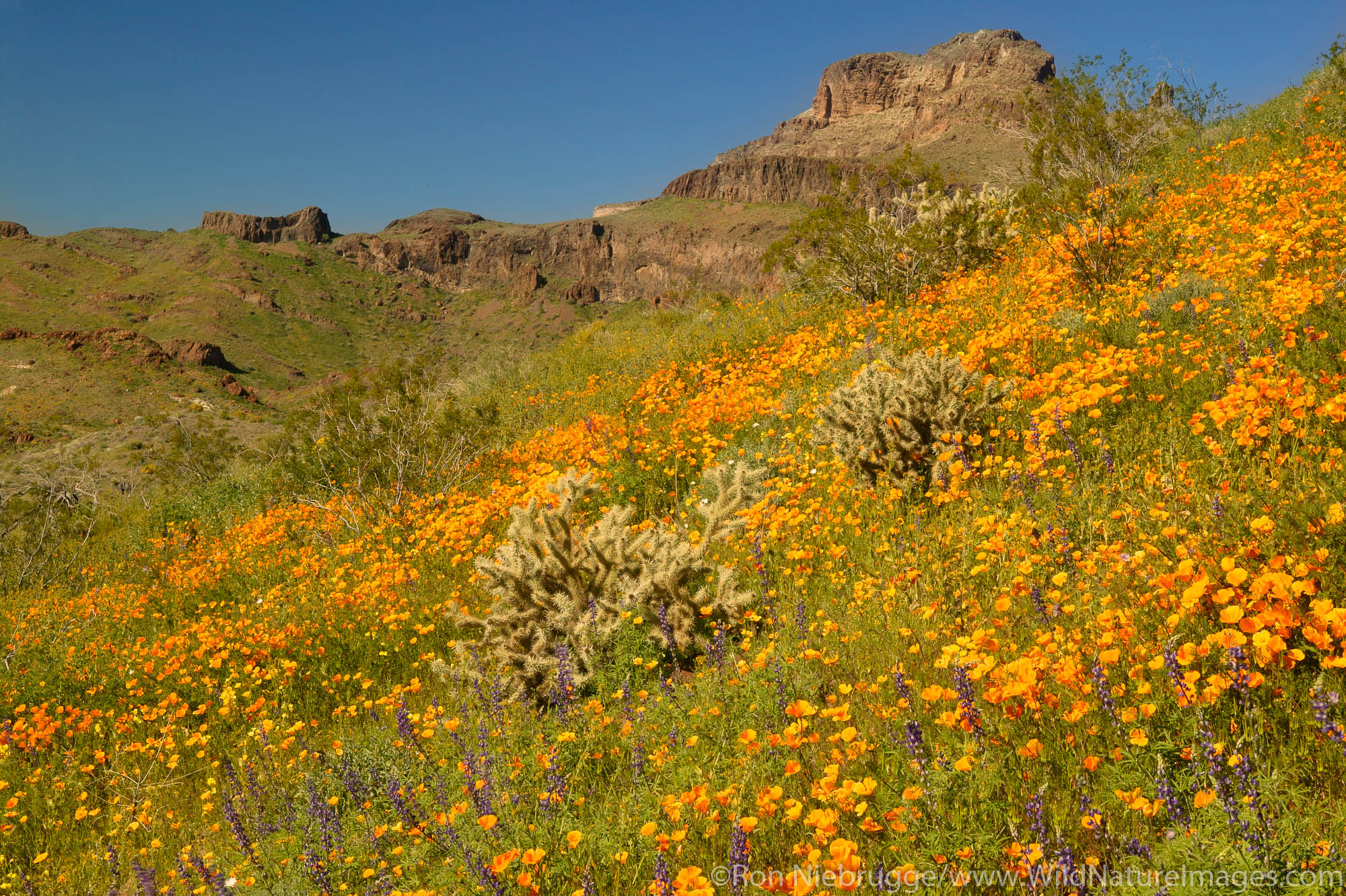 wildflowers including poppies and lupine, along Route 66, near Oatman, Arizona.