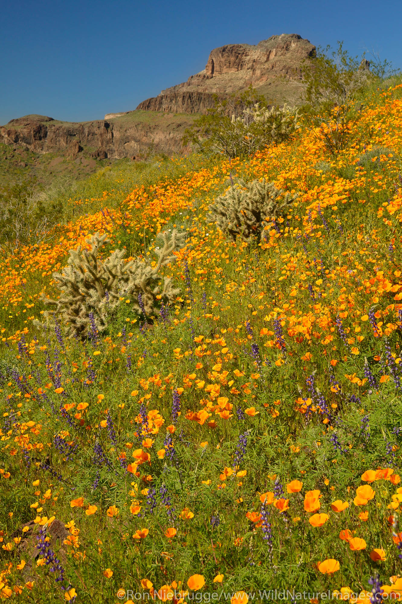 wildflowers including poppies and lupine, along Route 66, near Oatman, Arizona.