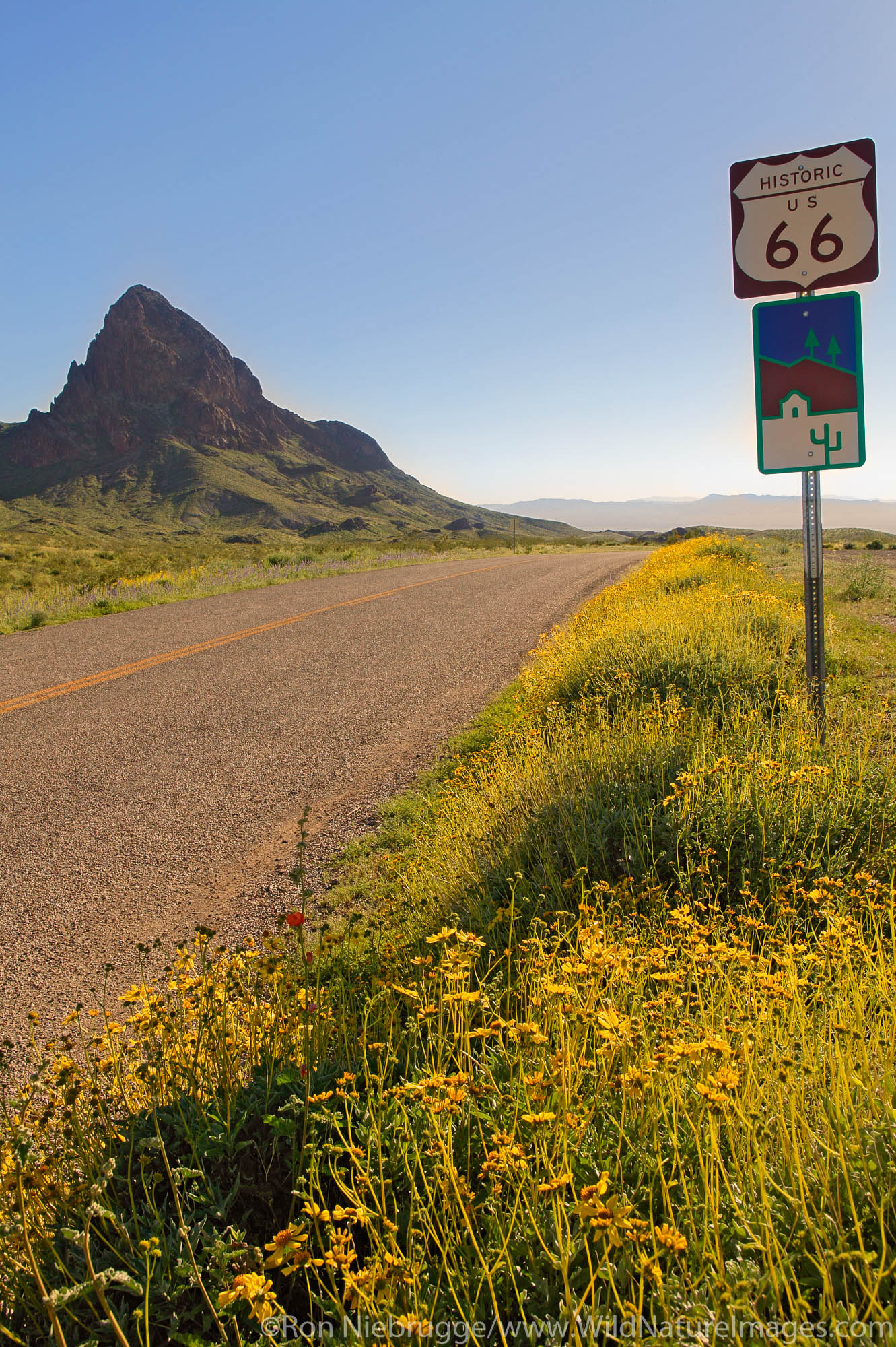 Wildflowers along Route 66, near Oatman, Arizona.