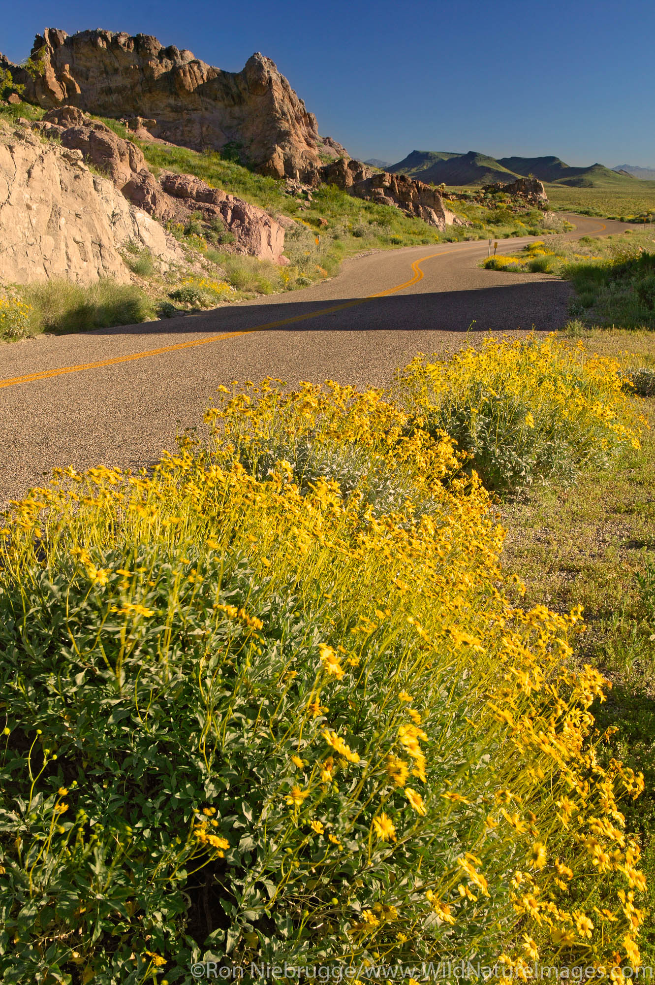 Wildflowers along Route 66, near Oatman, Black Mountains, Arizona.