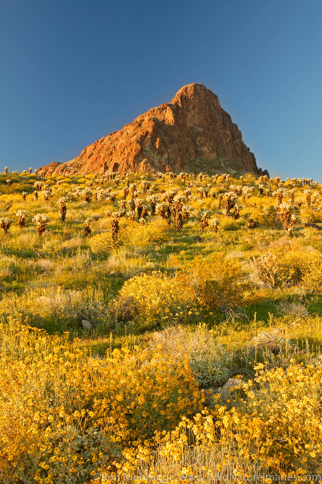 Boundry Cone in the Black Mountains with wildflowers including Brittlebush and Cholla cactus along Route 66, near Oatman, Arizona...