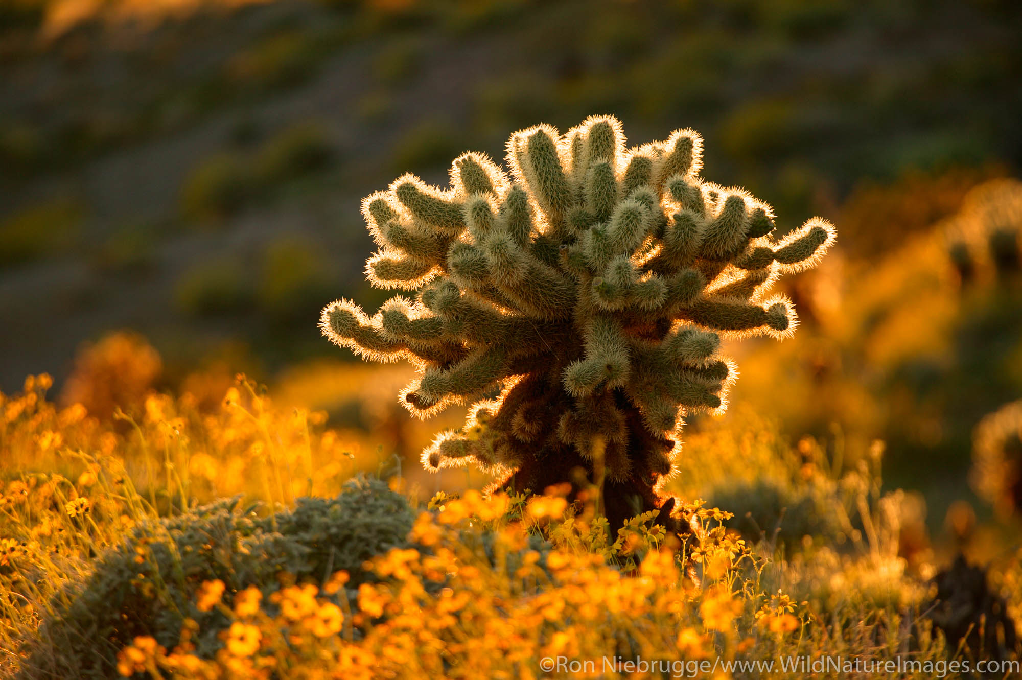 Wildflowers including Brittlebush and Cholla cactus along Route 66, near Oatman, Arizona.