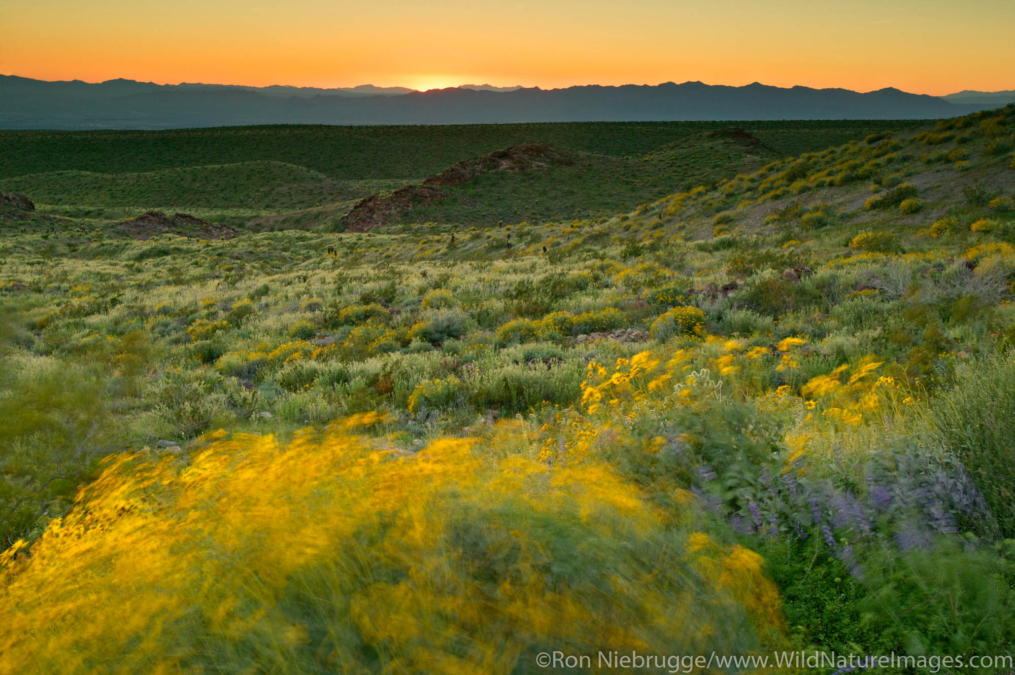 Wildflowers including Brittlebush at sunset along Route 66, near Oatman, Arizona.
