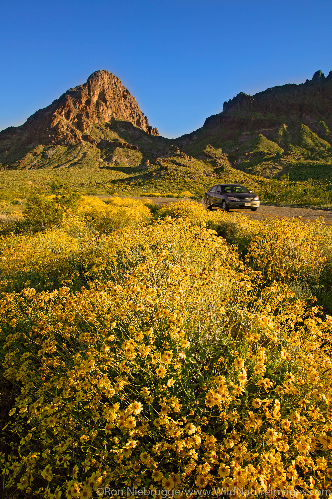 A car passes by wildflowers along Route 66, near Oatman, Black Mountains, Arizona.