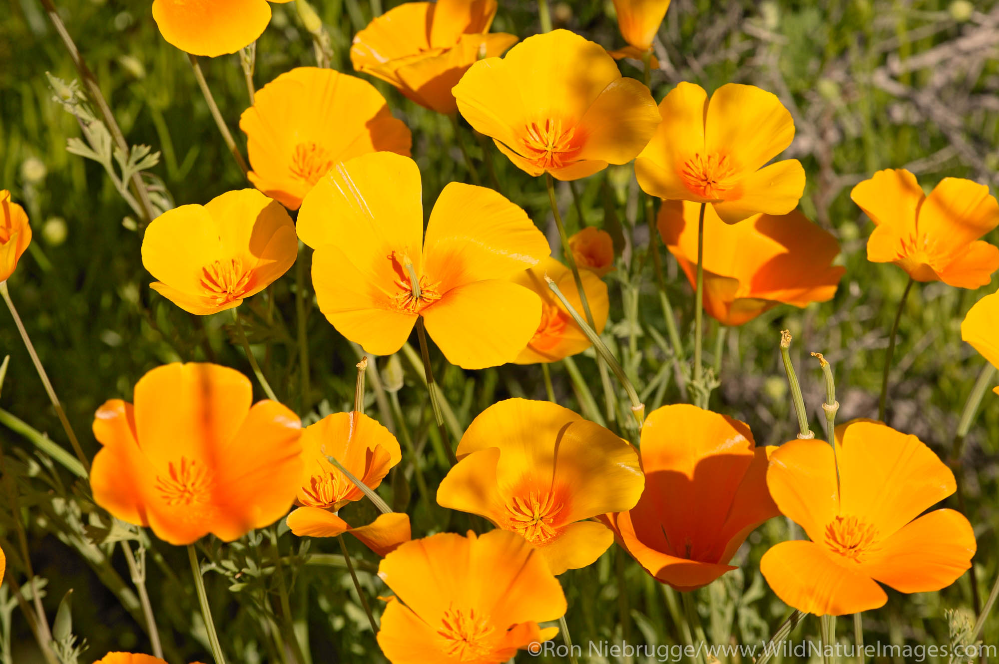 wildflowers including Mexican Gold Poppies (Eschscholzia californica subsp. mexicana)  along Route 66, near Oatman, Arizona.