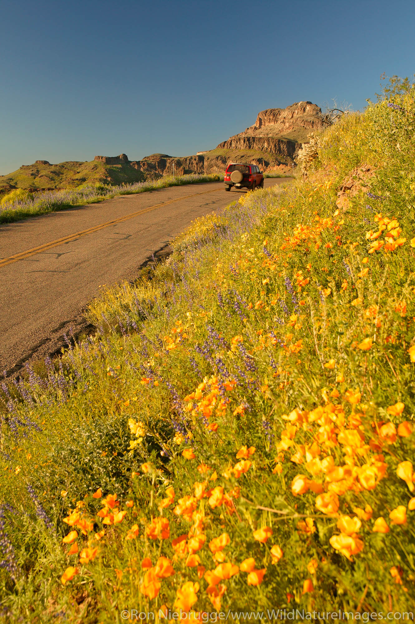 Wildflowers along Route 66, near Oatman, Arizona.