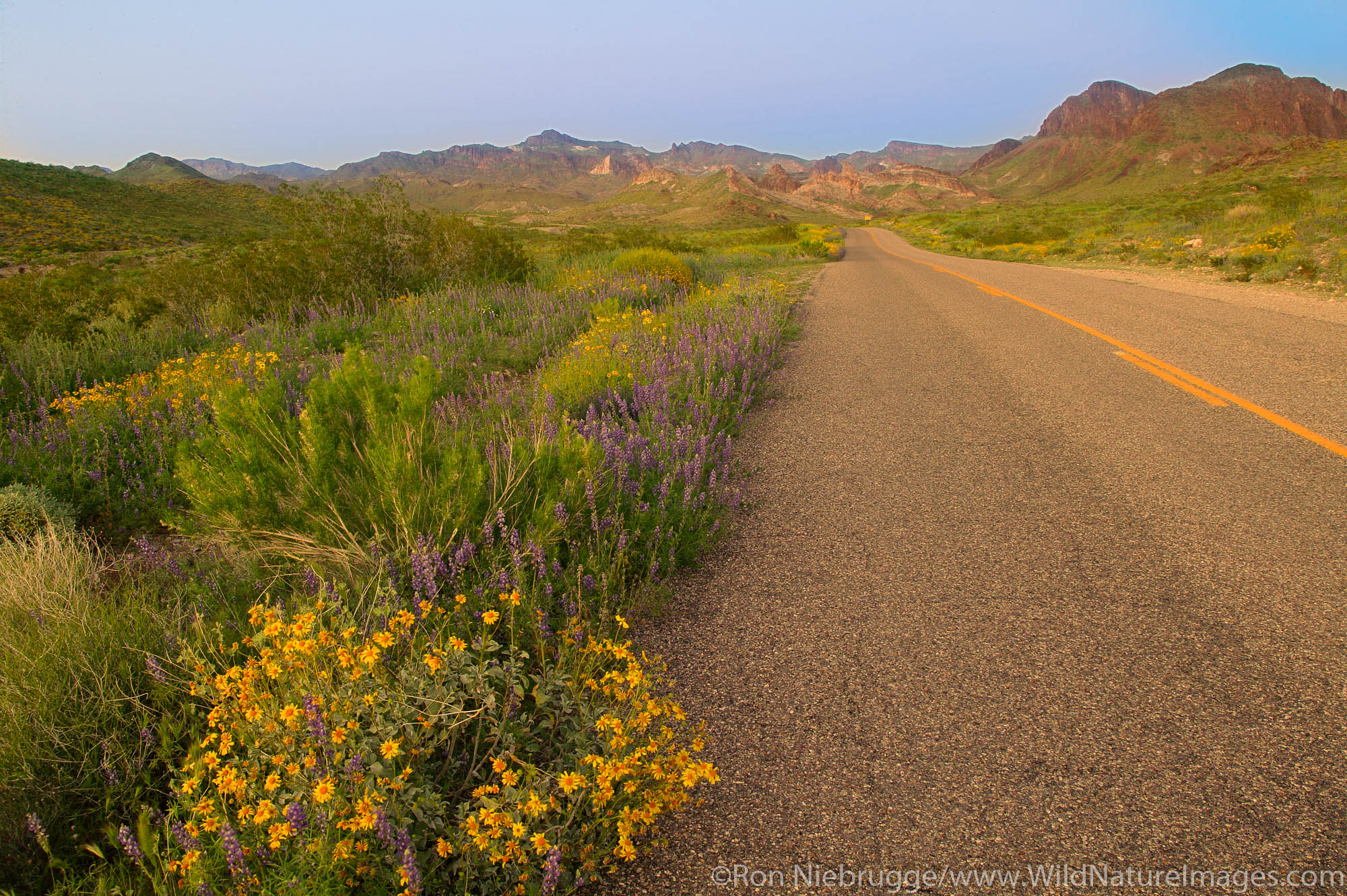 Wildflowers along Route 66, near Oatman, Arizona.