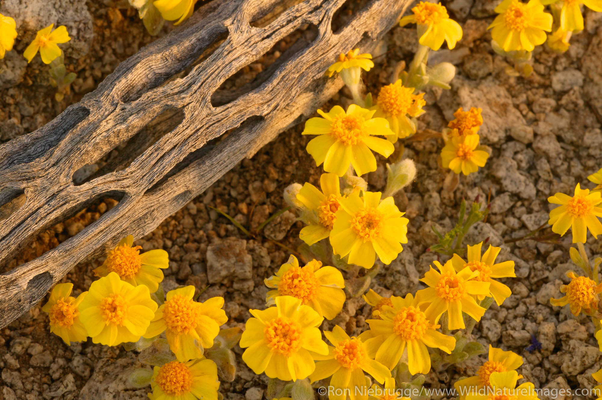 Wallace's Woolly Daisy (Eriophyllum wallacei) in the Newberry Mountains along Christmas Tree Pass Road Lake Mead Recreation Area...