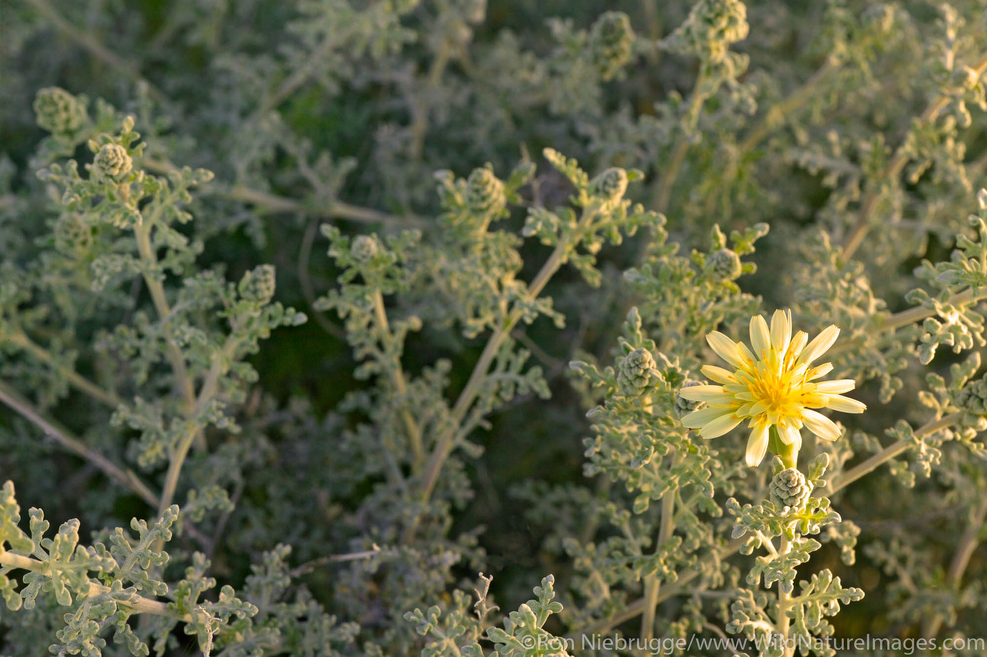 A Scale-bud (Anisocoma acaulis) rises among plants in the Newberry Mountains along Christmas Tree Pass Road Lake Mead Recreation...